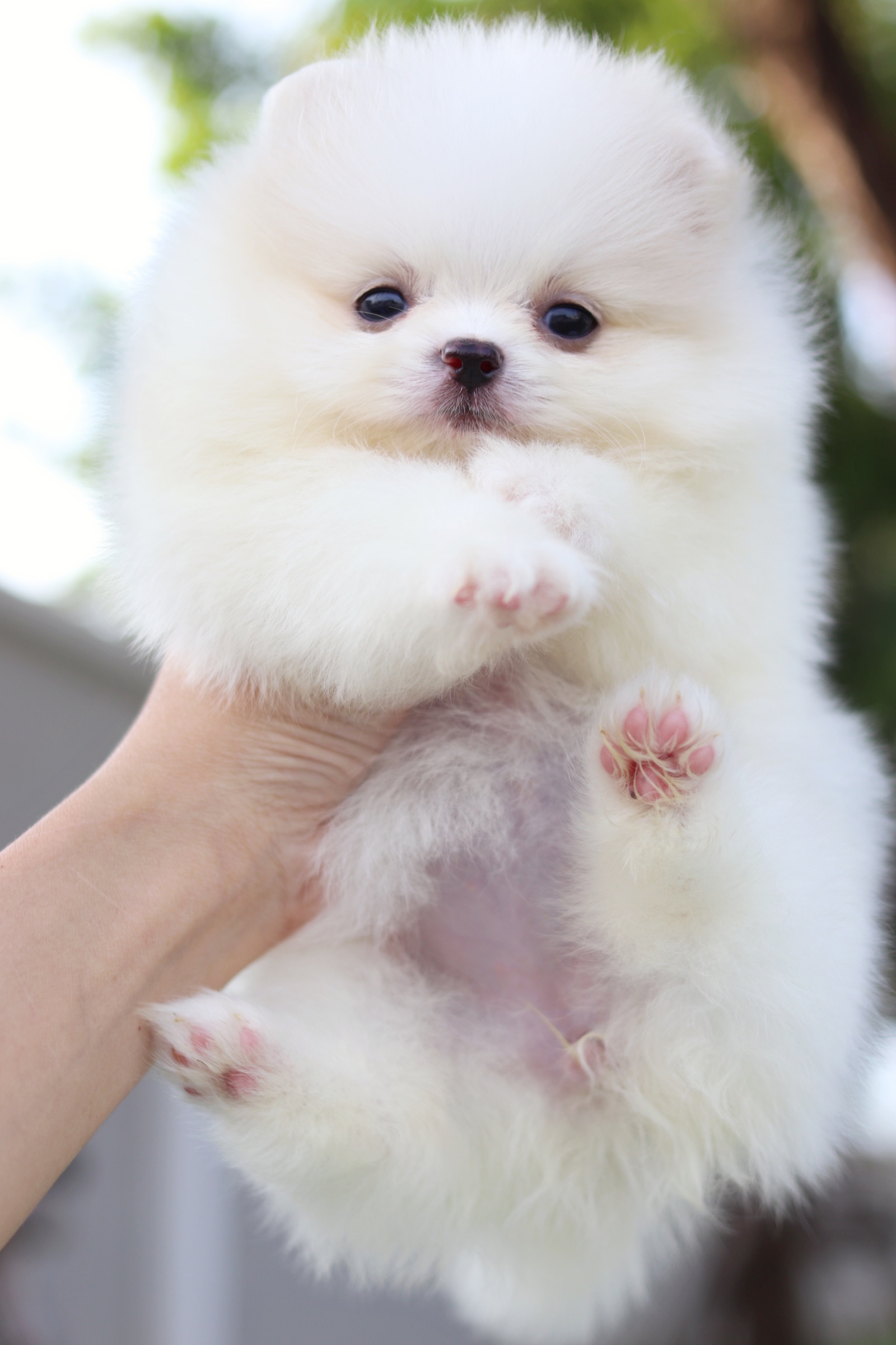 ปอมเมอเรเนียน เพศเมียสีขาวครีม