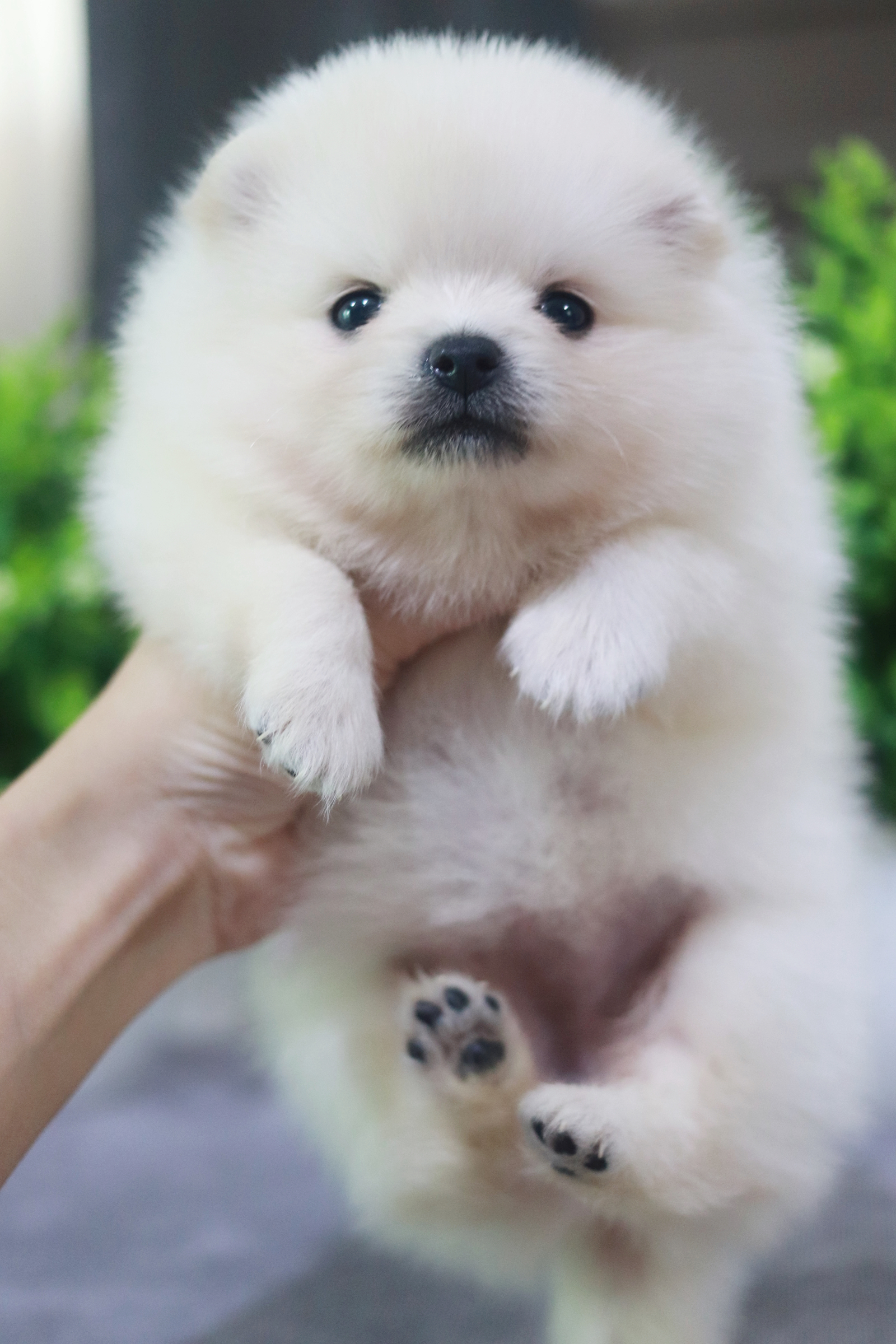 ปอมเมอเรเนียน เพศเมีย