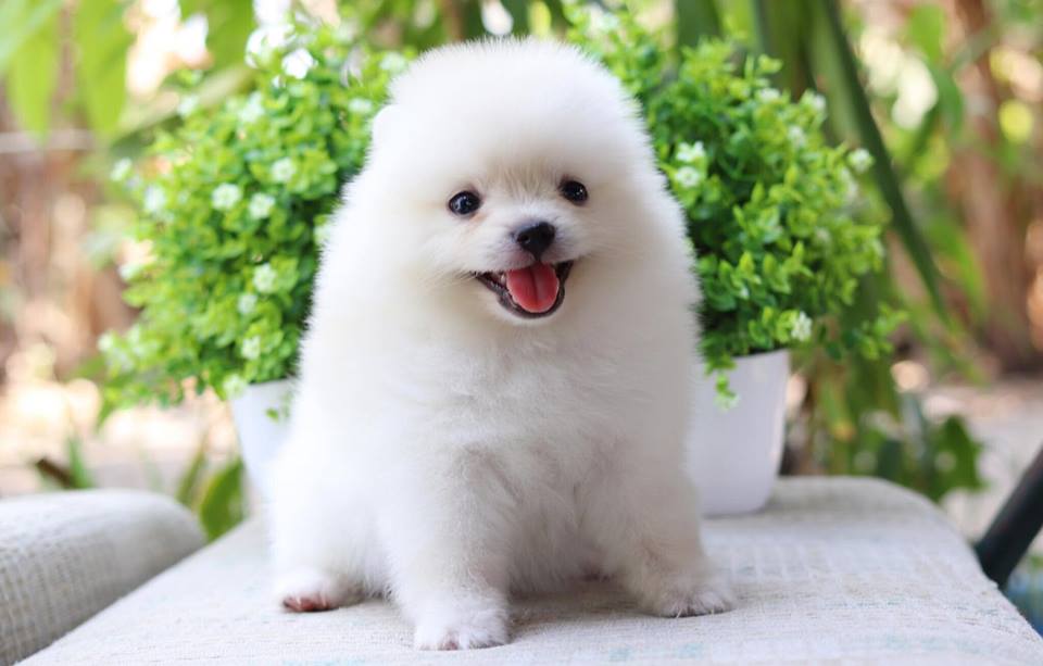 ปอมเมอเรเนียน เพศเมีย