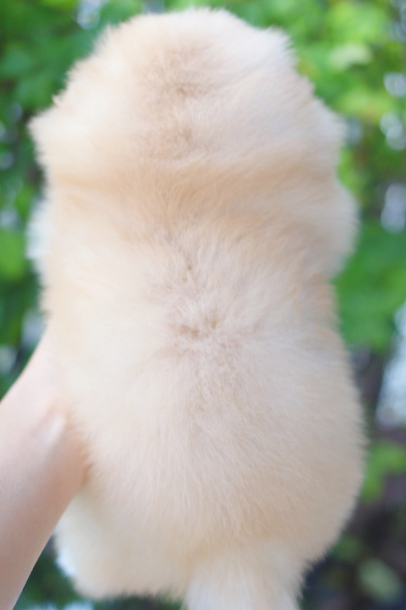 ปอมเมอเรเนียน เพศเมียสีส้ม เกรดโชว์