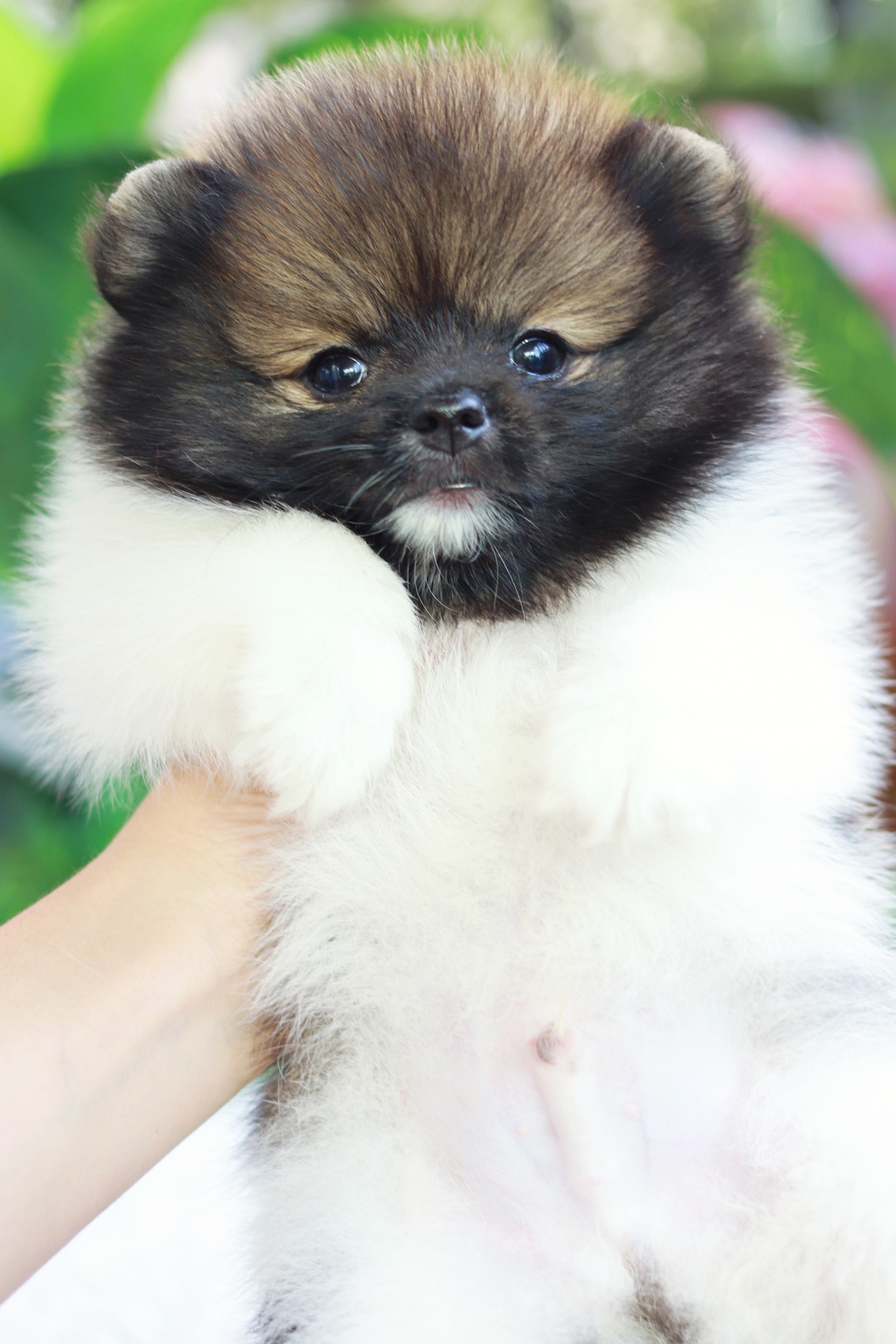 ปอมเมอเรเนียน เพศผู้แฟนซี