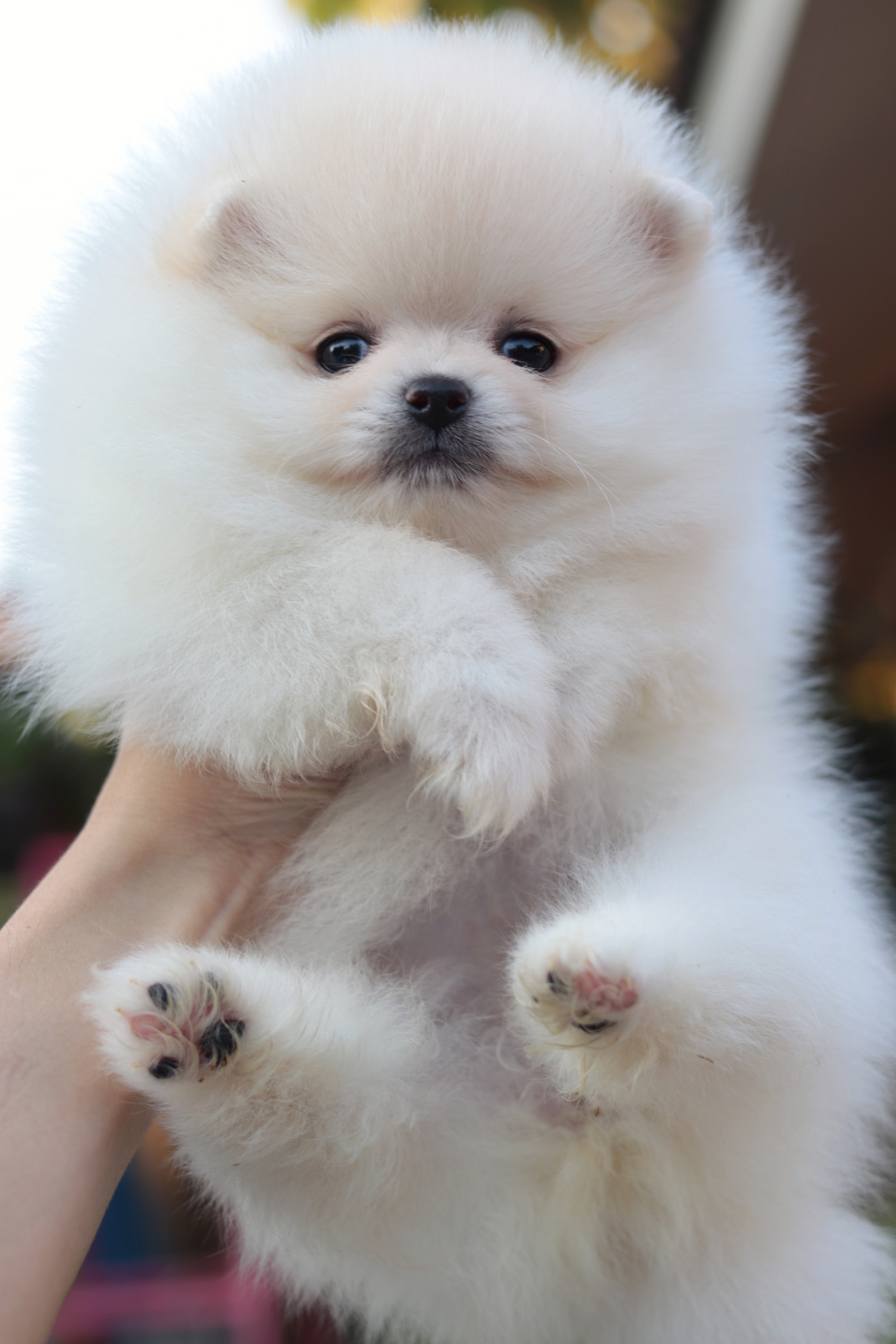 ปอมเมอเรเนียน เพศเมียขาวครีมขนแน่นหน้าตุ๊กตา