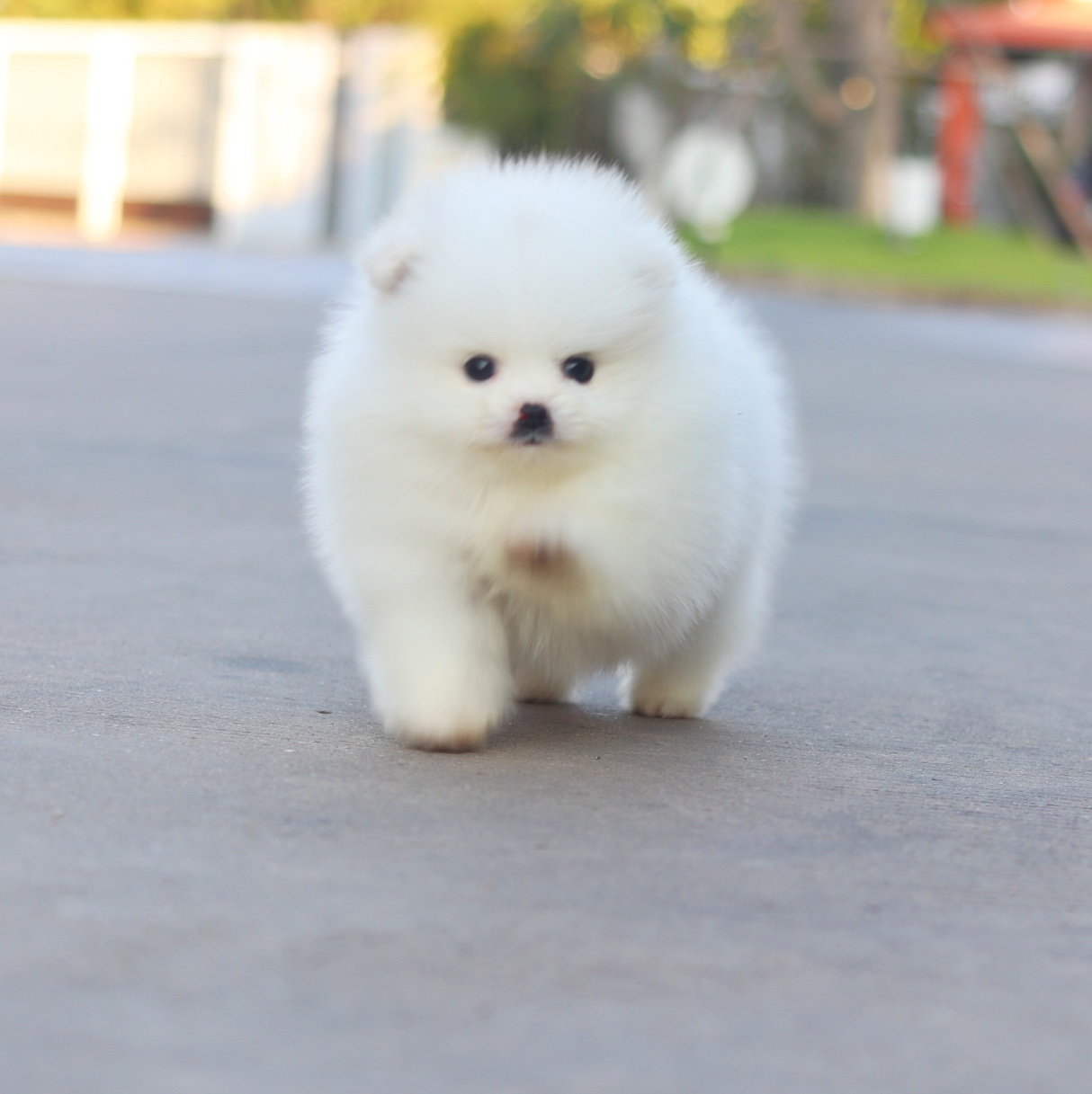 ปอมเมอเรเนียน เพศผู้ สีขาวครีม เกรดโชว์