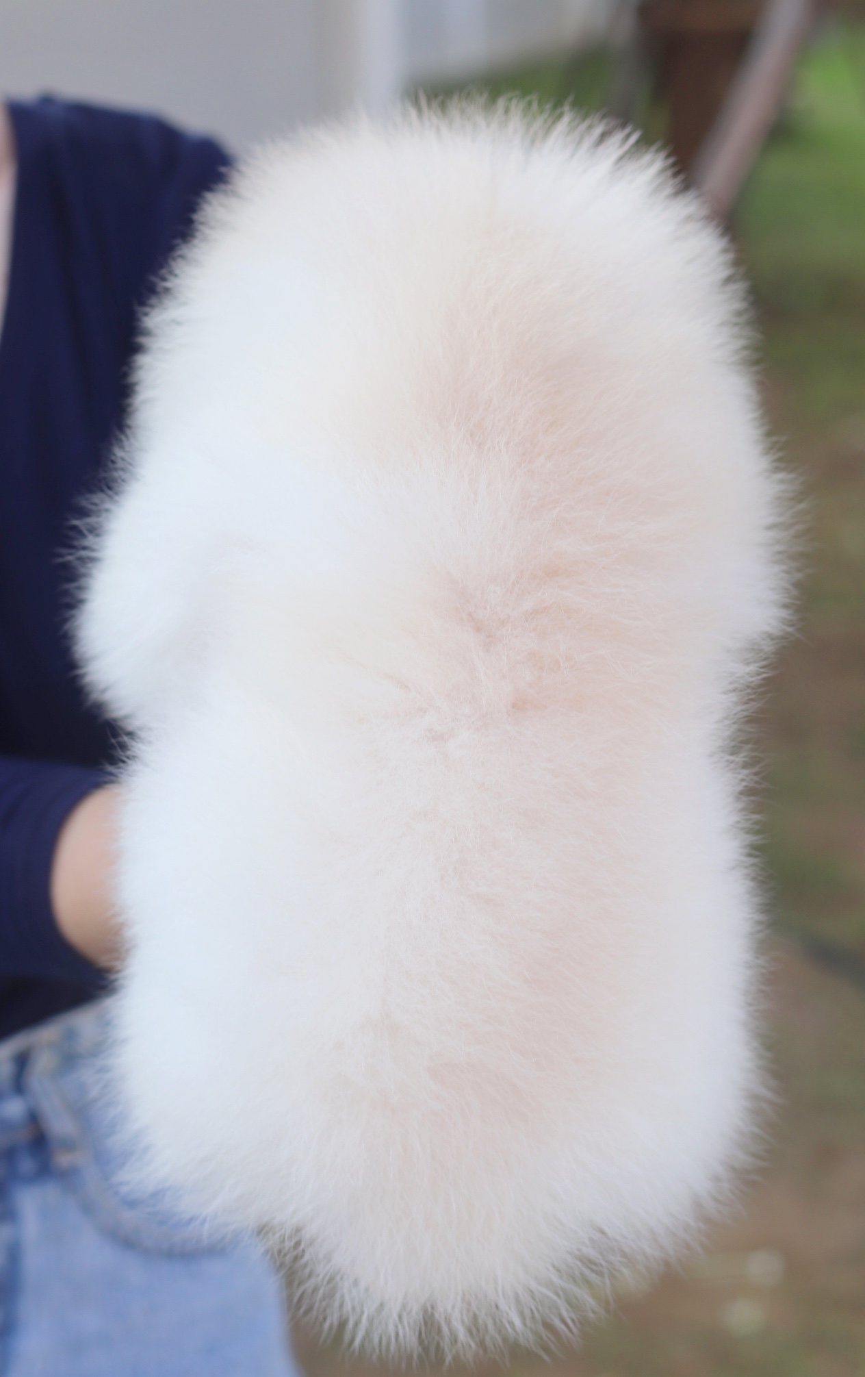 ปอมเมอเรเนียน เพศเมียสีครีม