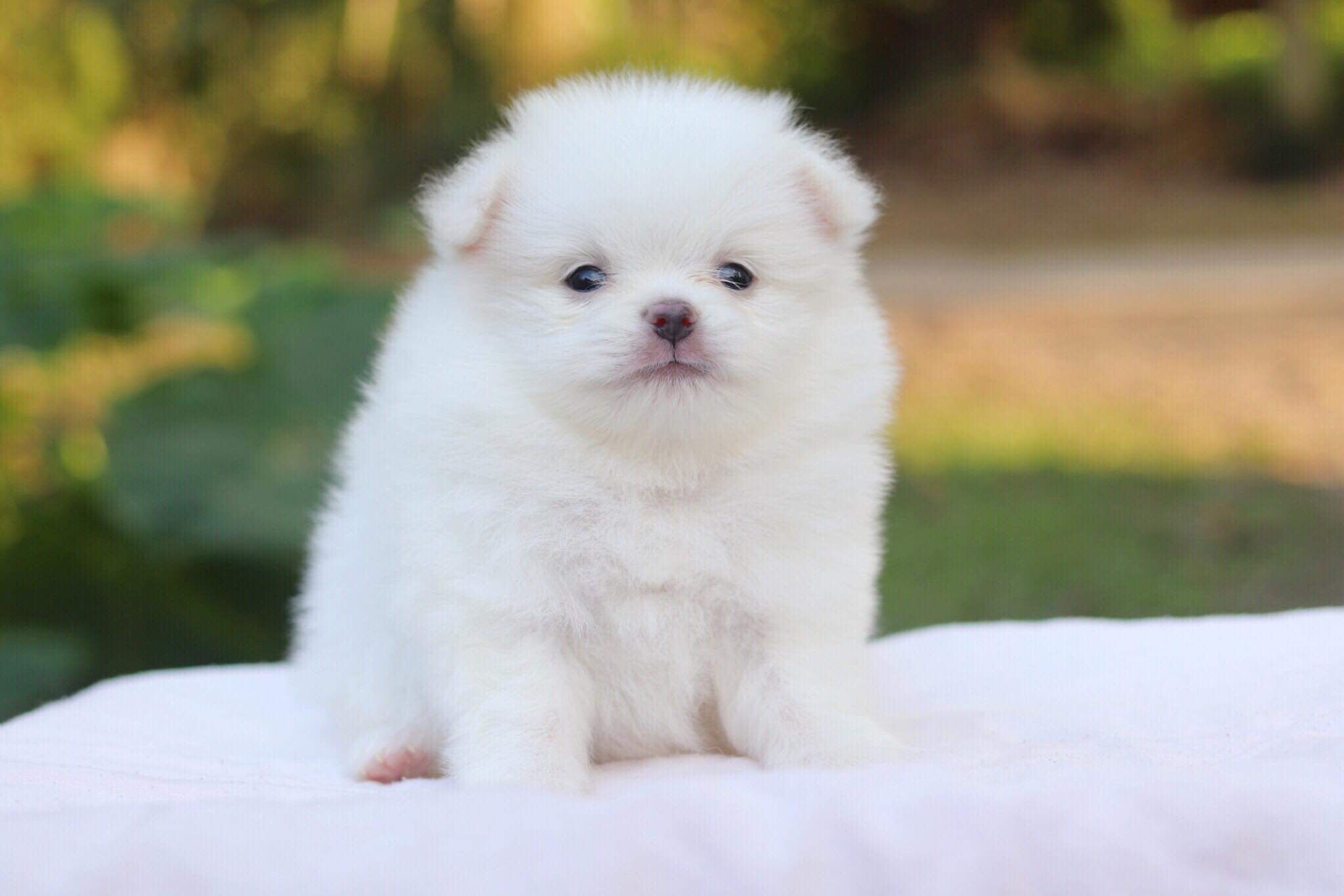 ปอมเมอเรเนียน เพศผู้