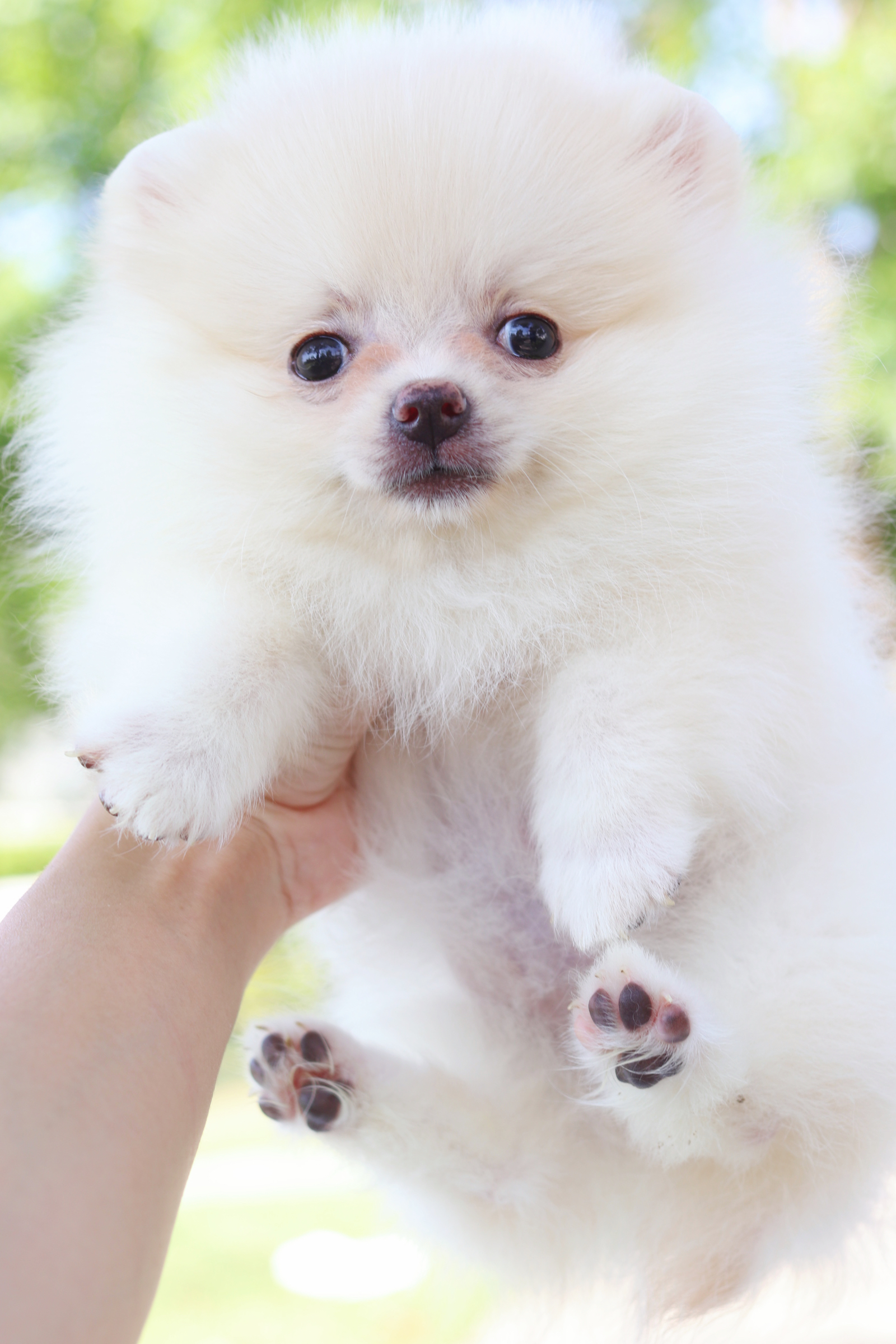 ปอมเมอเรเนียน เพศเมียสีขาวครีม