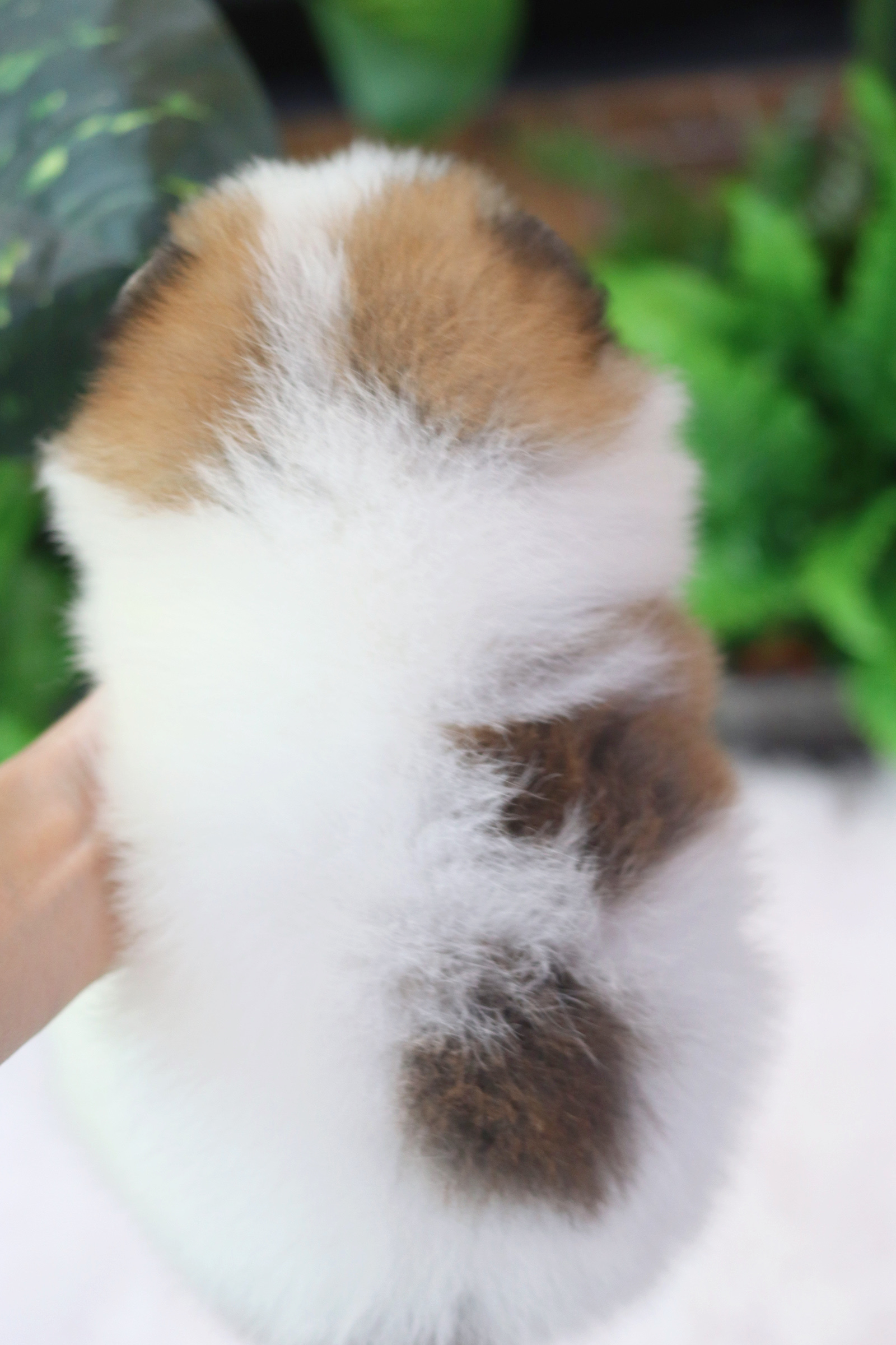 ปอมเมอเรเนียน เพศผู้แฟนซี