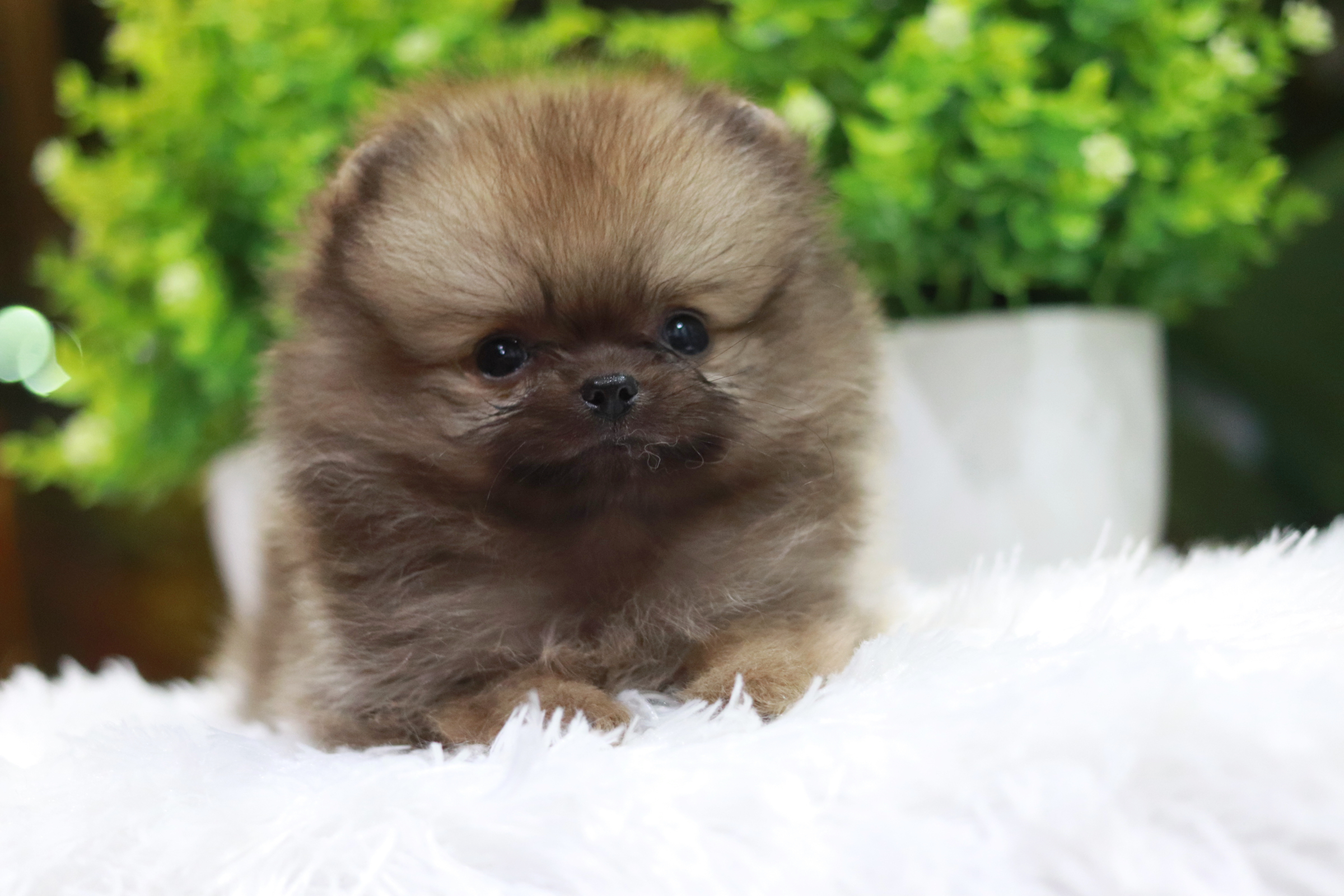 ปอมเมอเรเนียน เพศผู้ ทีคัพ จิ๋วหนัก 3 ขีด