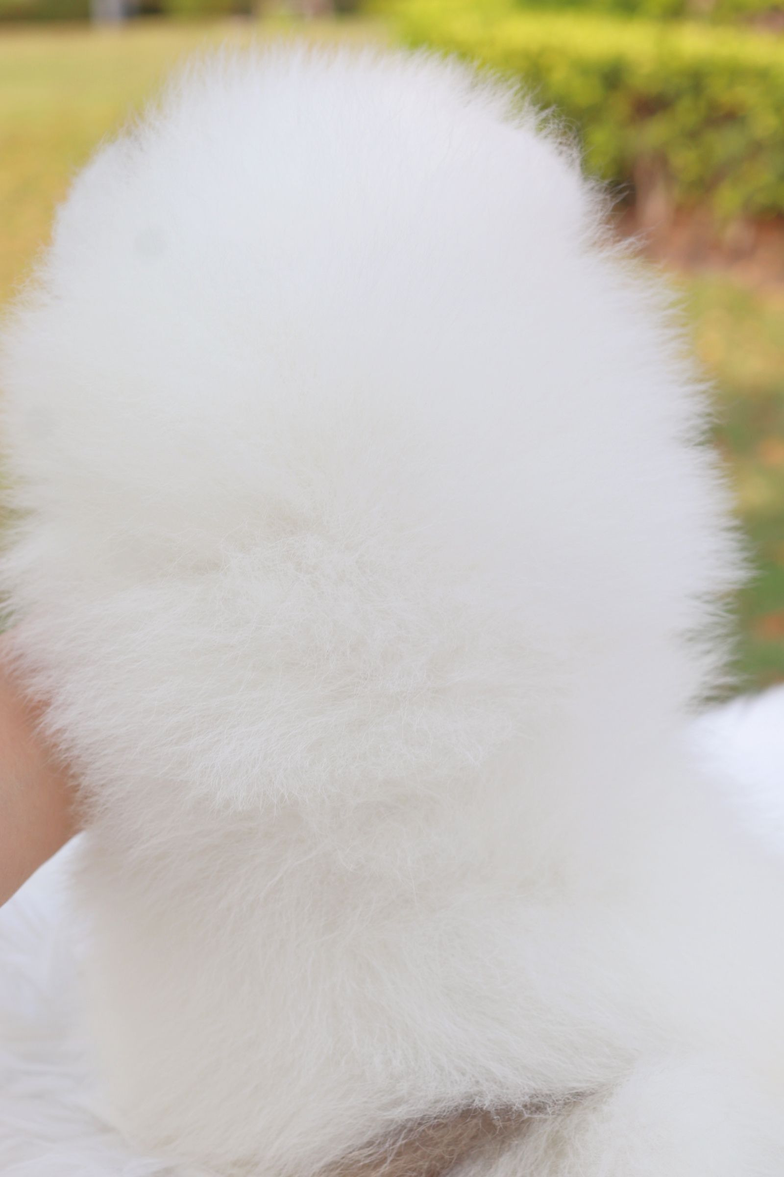 ปอมเมอเรเนียน เพศผู้สีแฟนซีเกรดโชว์