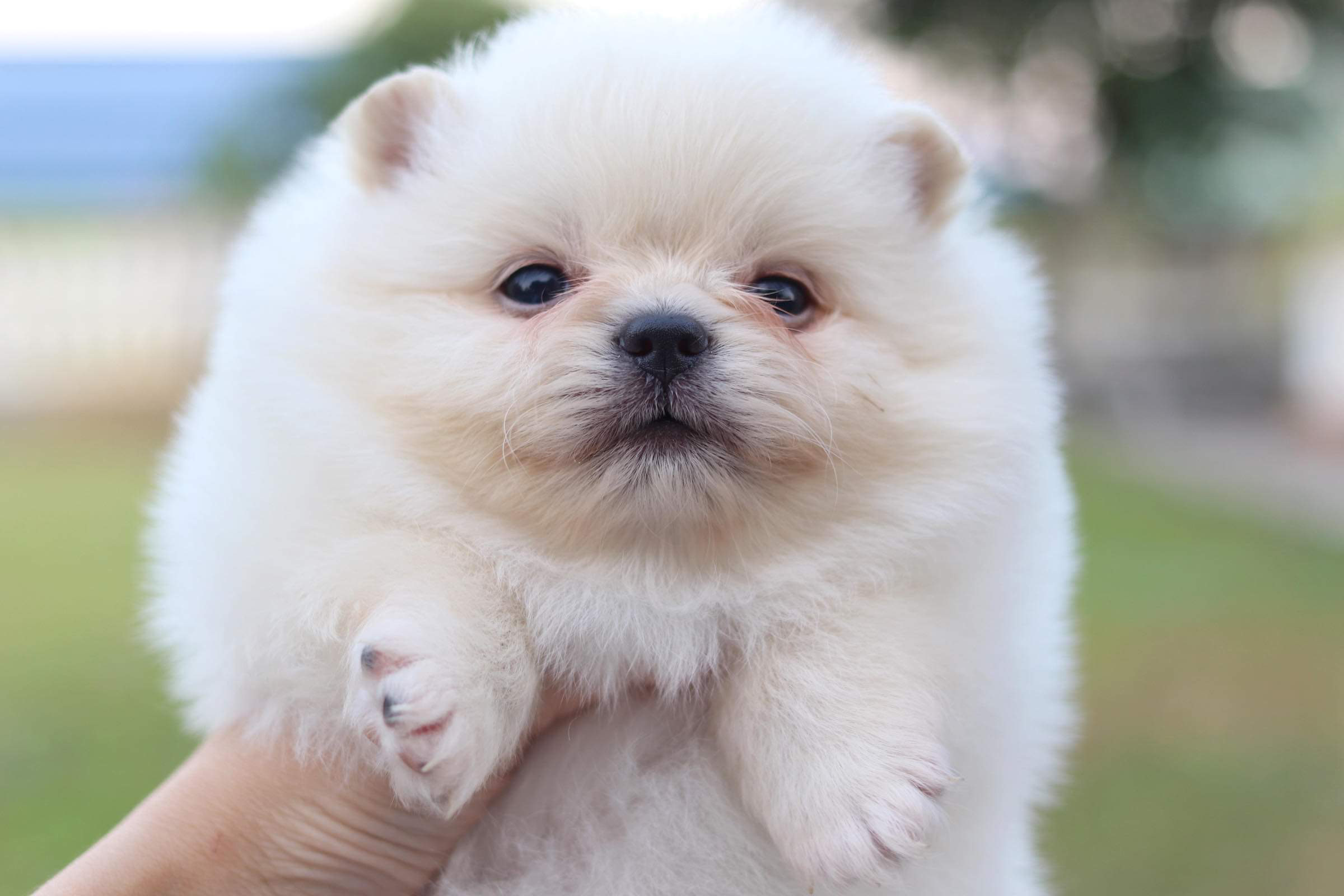 ปอมเมอเรเนียน เพศผู้