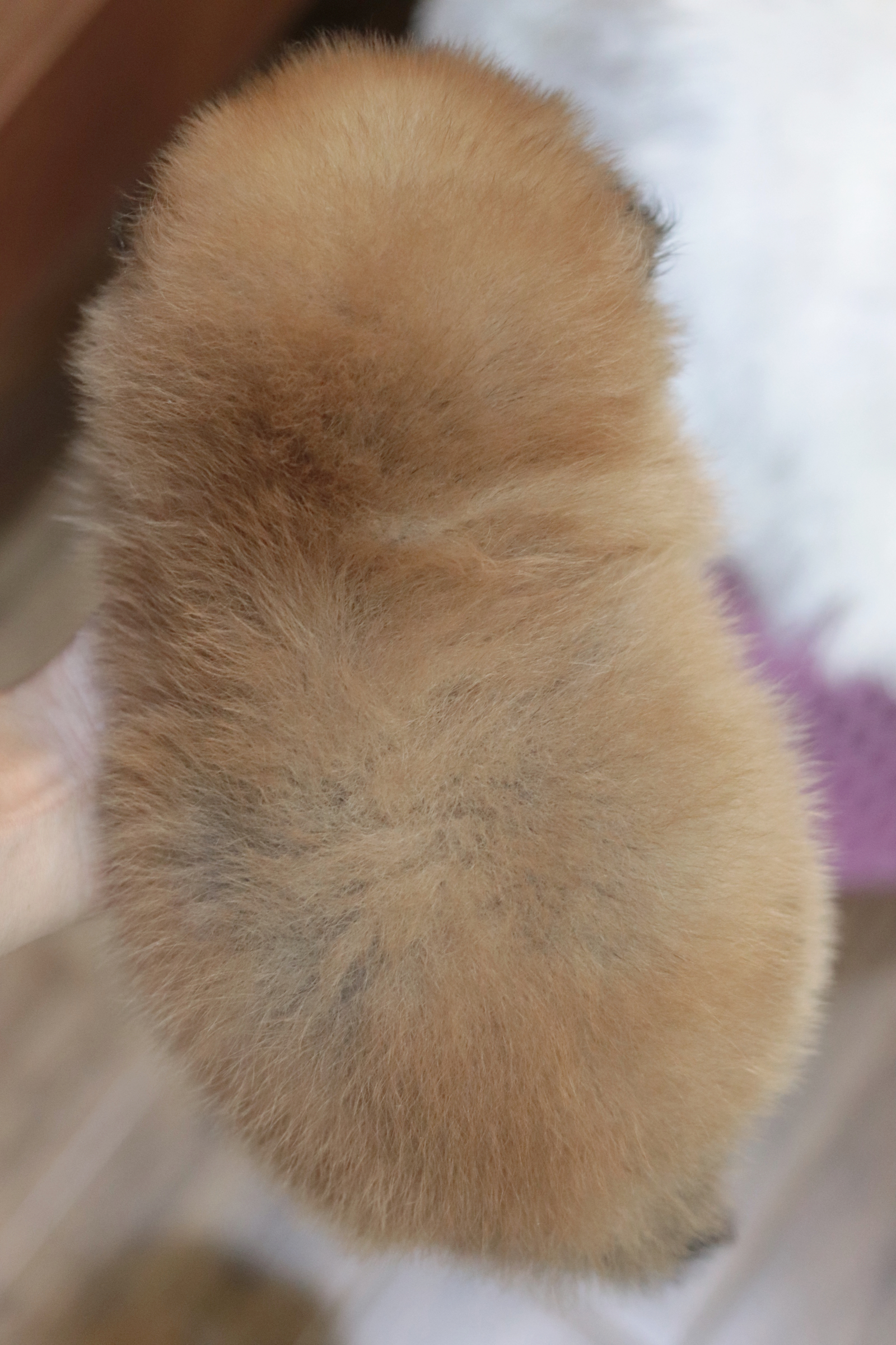 ปอมเมอเรเนียน เพศผู้สีส้ม