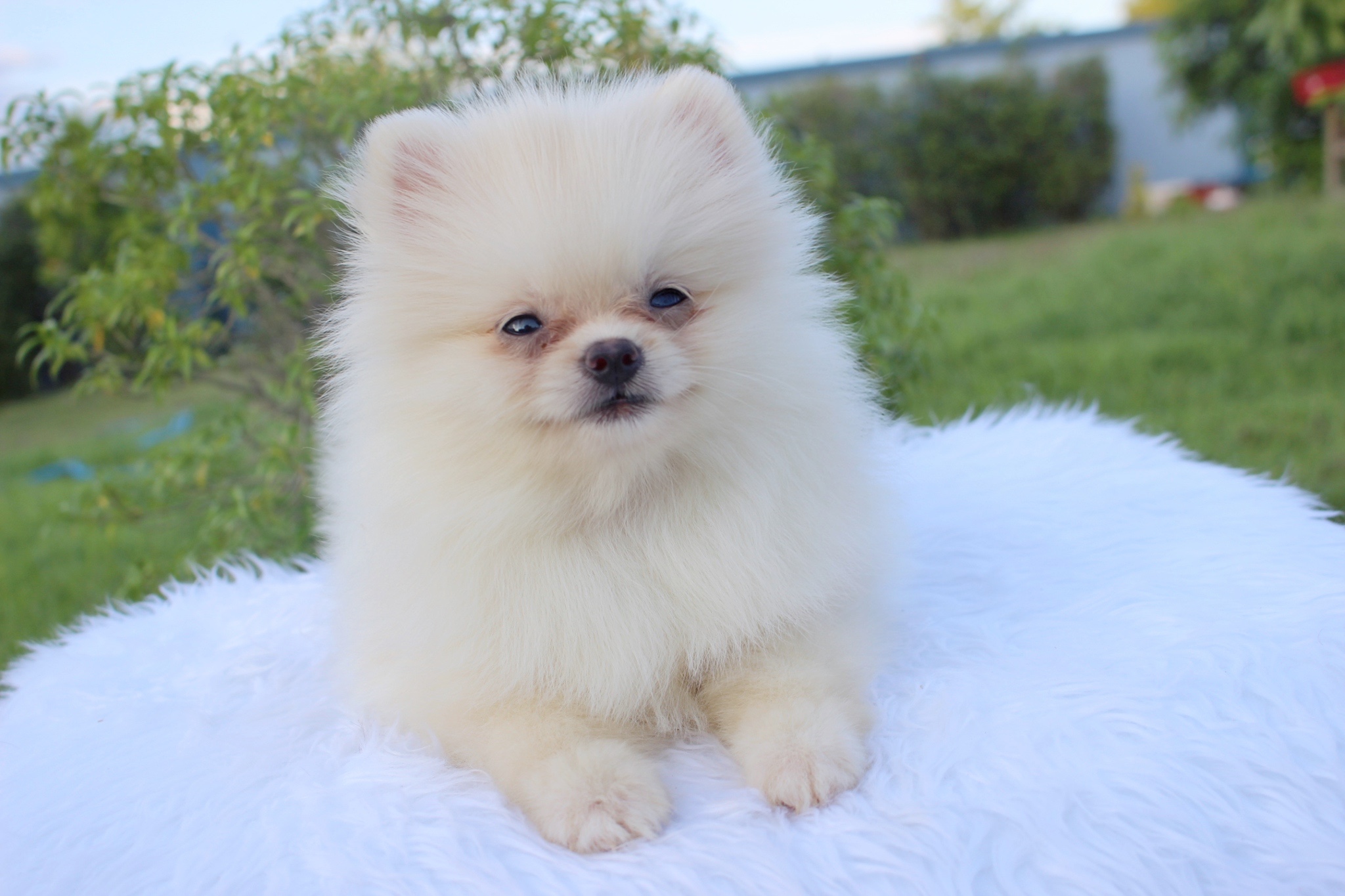 ปอมเมอเรเนียน เพศเมีย สีขาวครีม