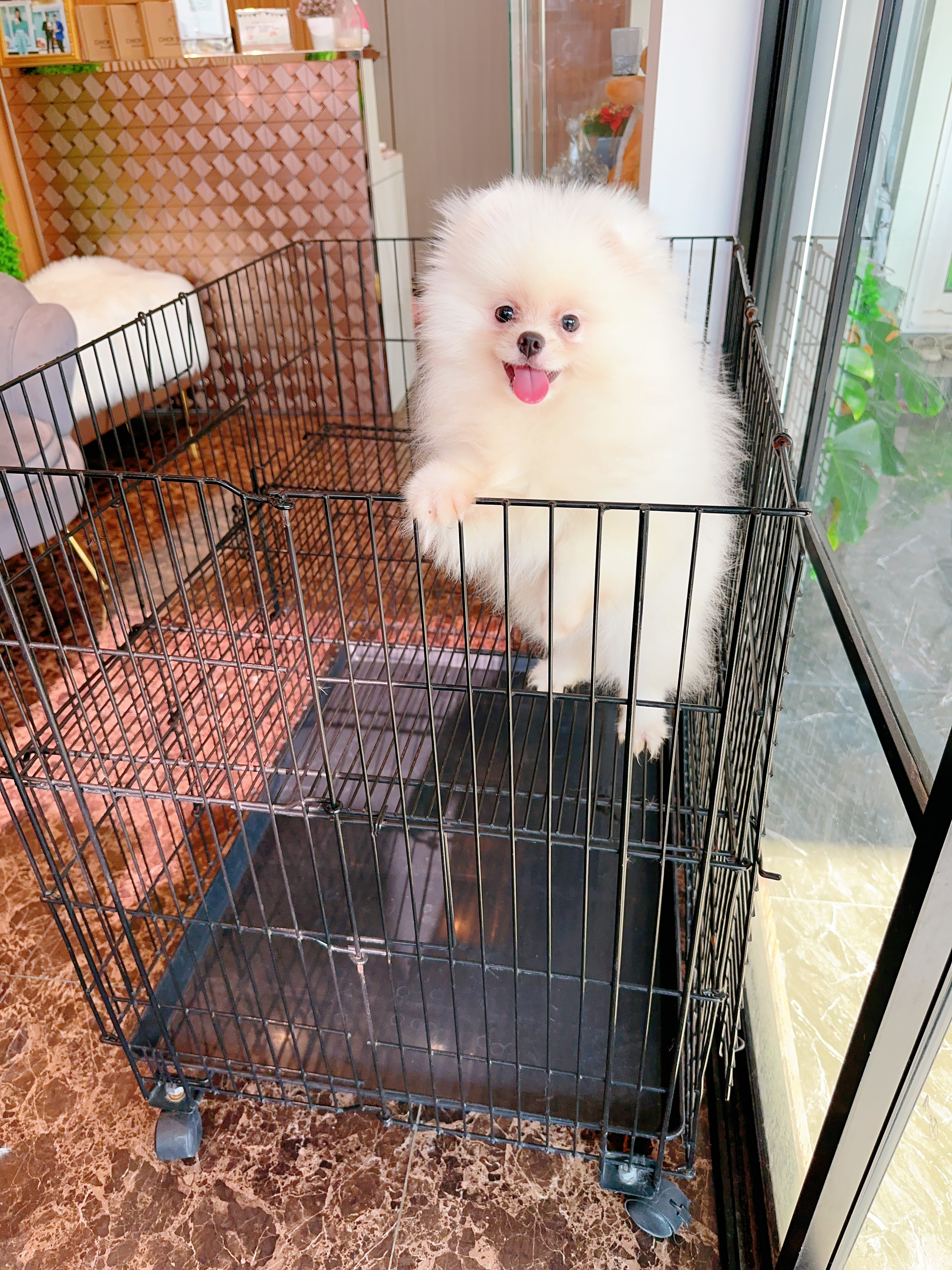ปอมเมอเรเนียน เพศเมียเกรดโชว์