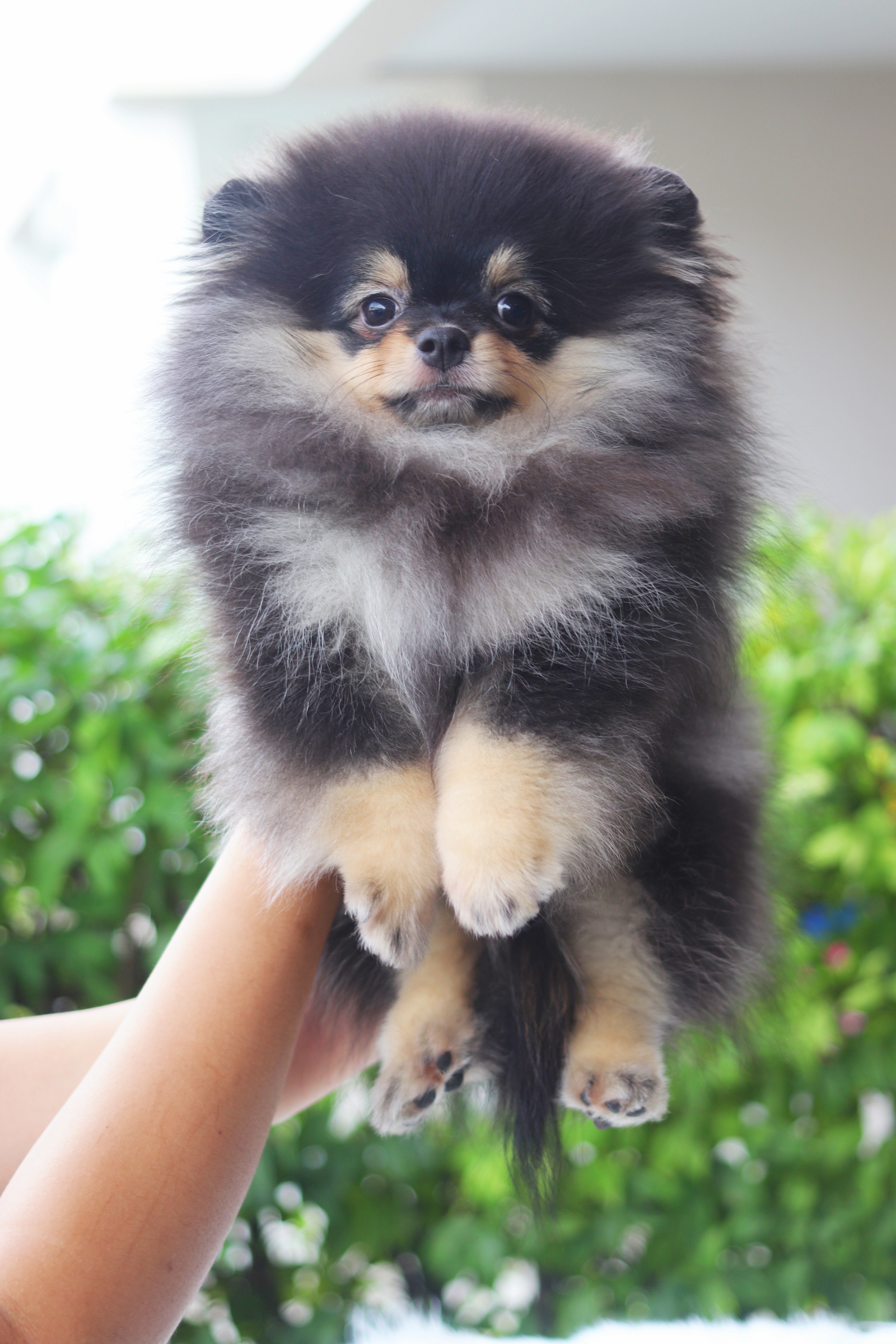 ปอมเมอเรเนียน เพศผู้สีแบล็คแทน