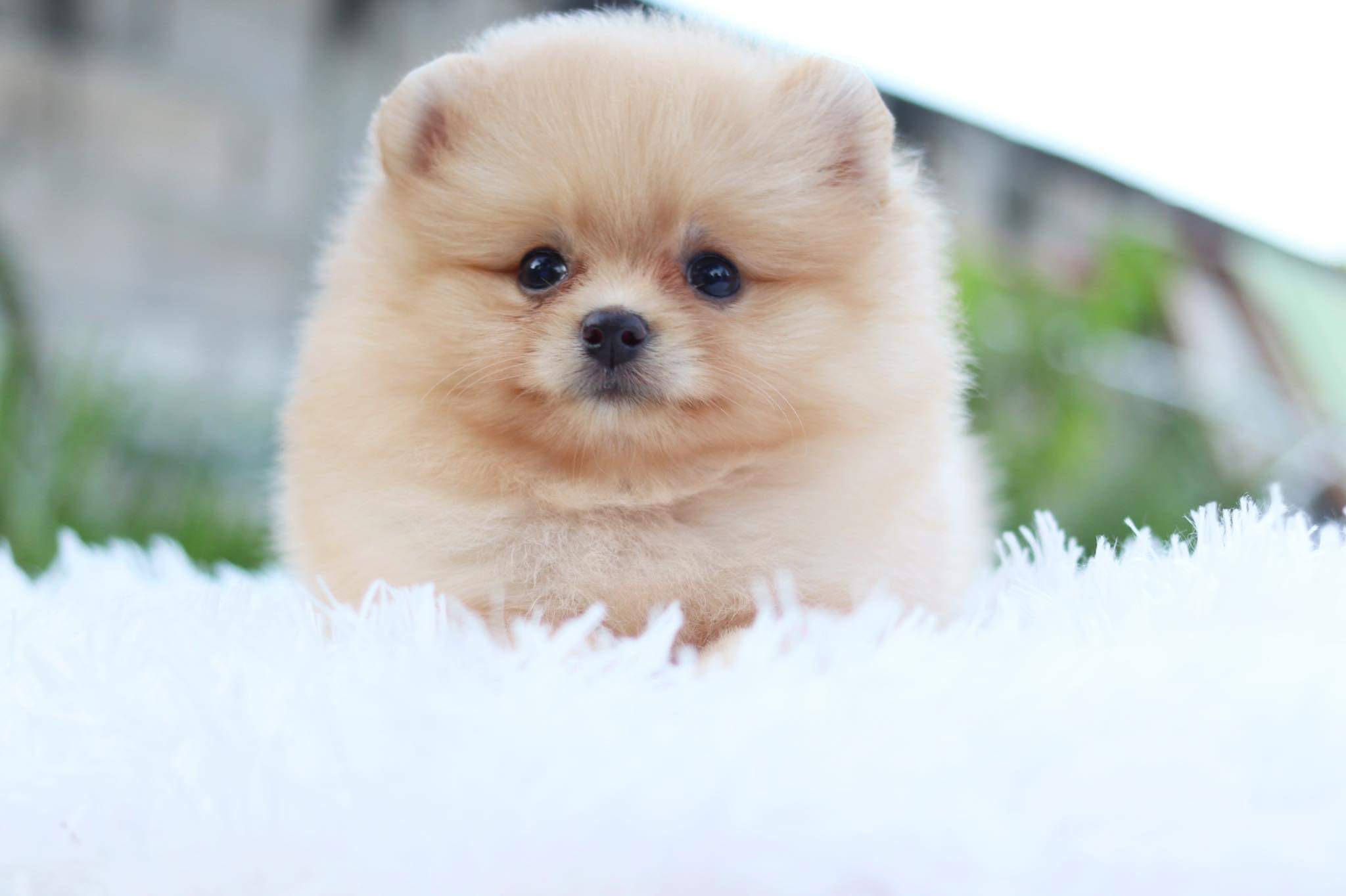 ปอมเมอเรเนียน เพศเมียสีครีม มีแต้มถุงเท้า