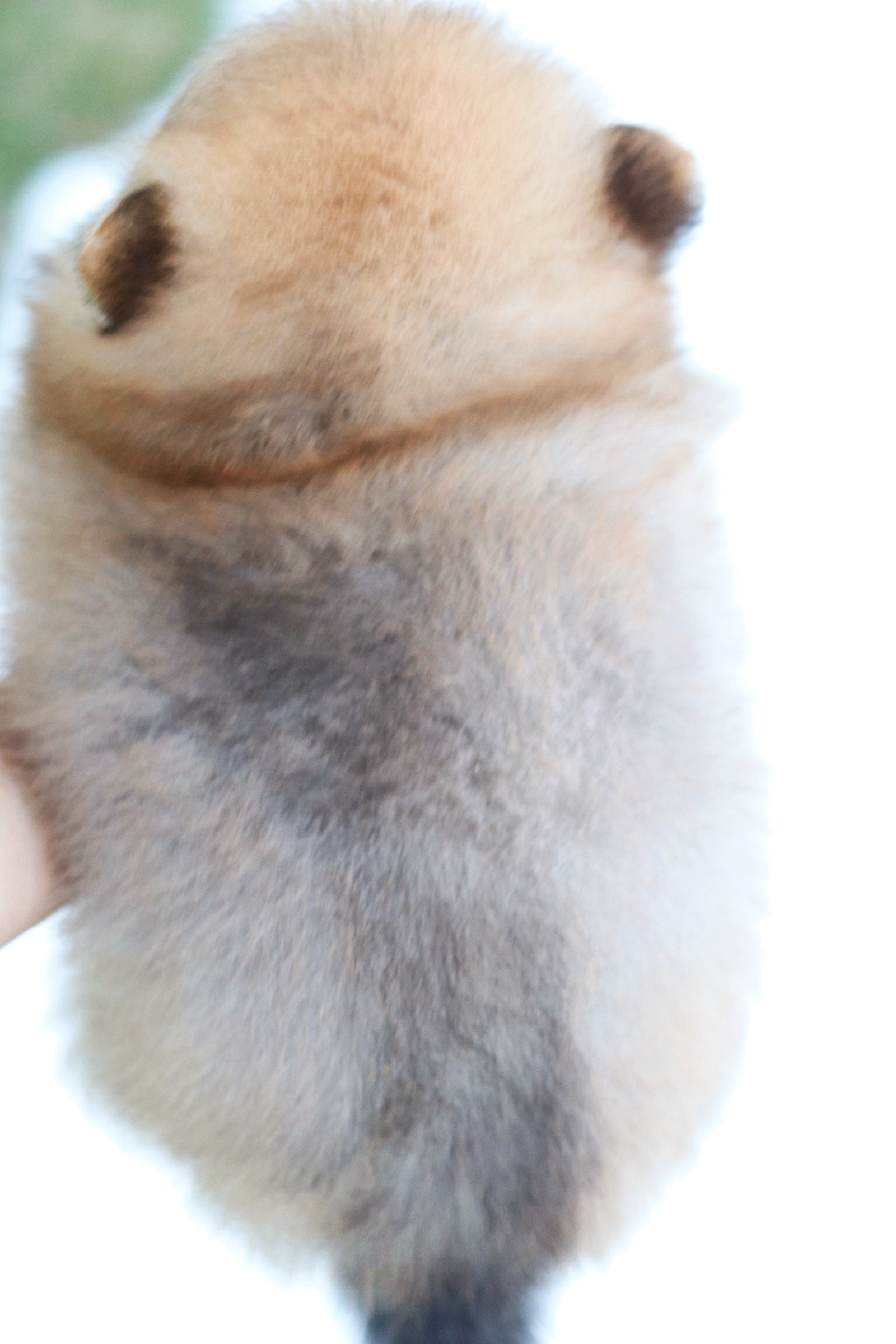 ปอมเมอเรเนียน เพศผู้ สีส้ม