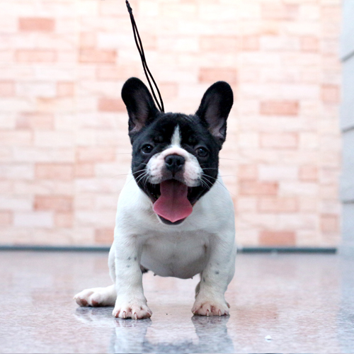 สาวน้อย ลายวัว ยิ้มเก่ง หน้าตามีความสุข