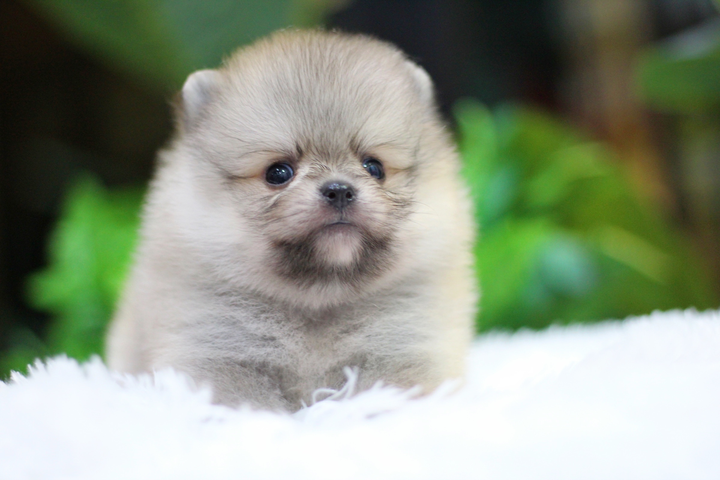 ปอมเมอเรเนียน เพศผู้ สีส้ม