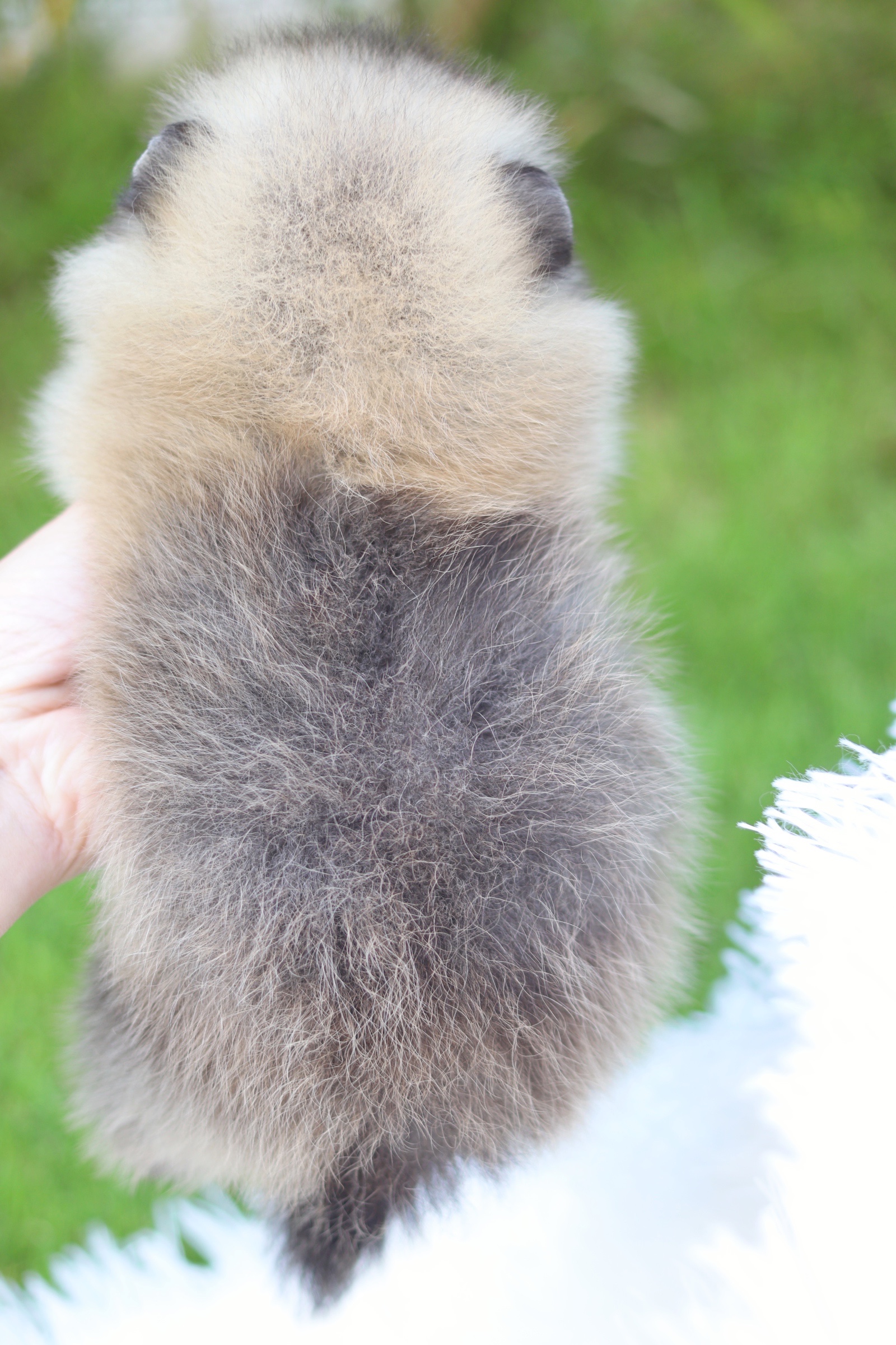 ปอมเมอเรเนียน เพศผู้ สีส้ม ไซส์เล็ก