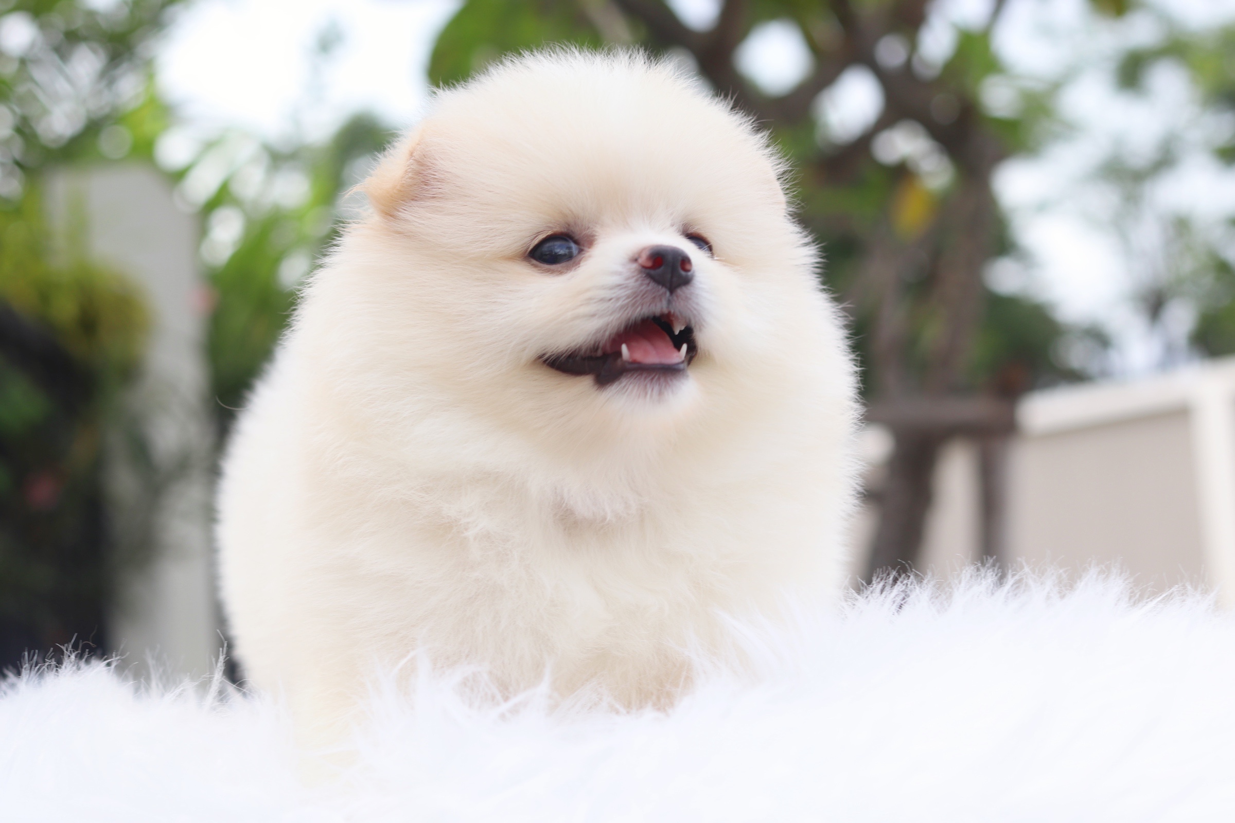 ปอมเมอเรเนียน เพศเมียสีขาวครีม