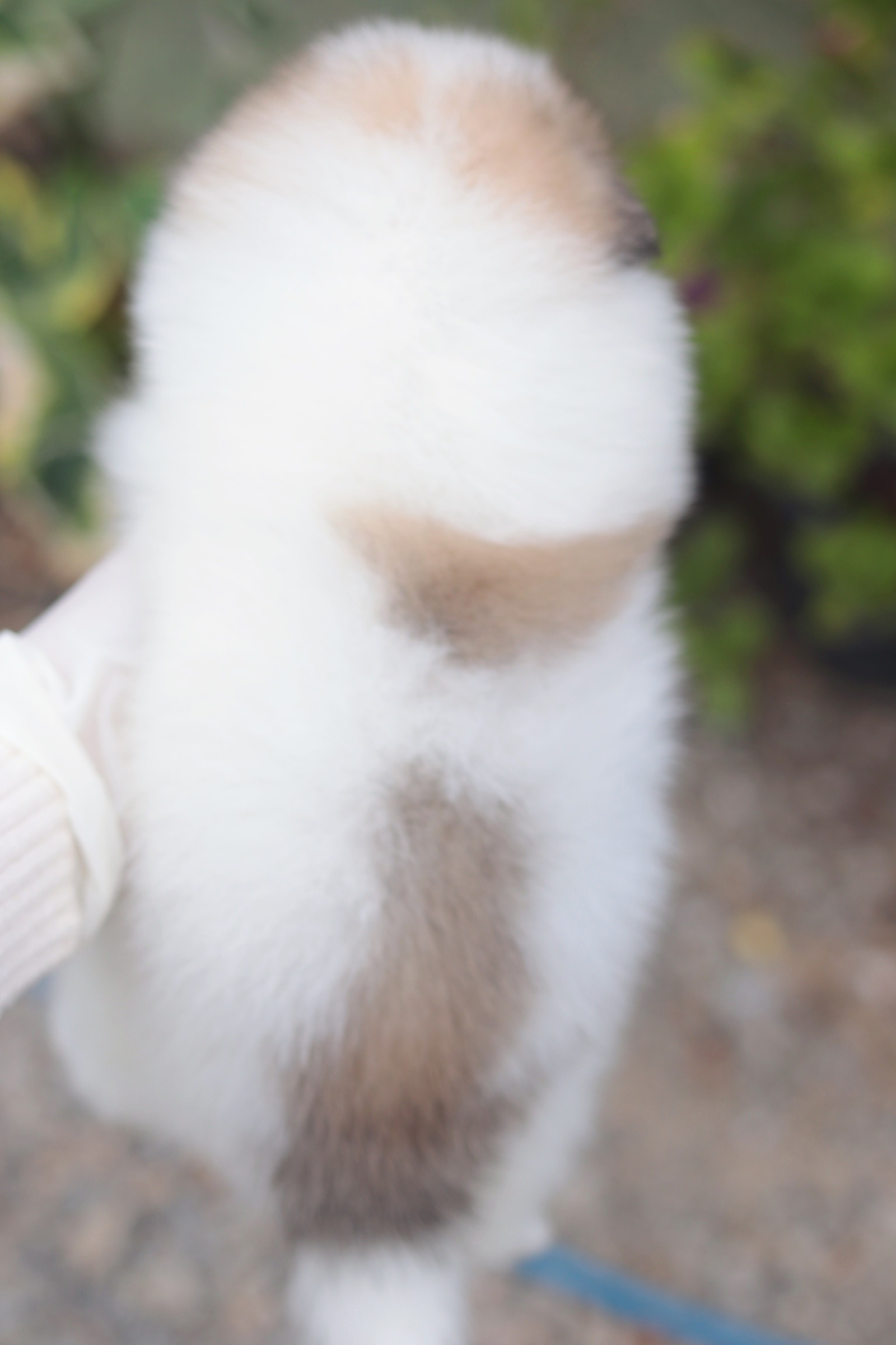 ปอมเมอเรเนียน เพศผู้ สีแฟนซี