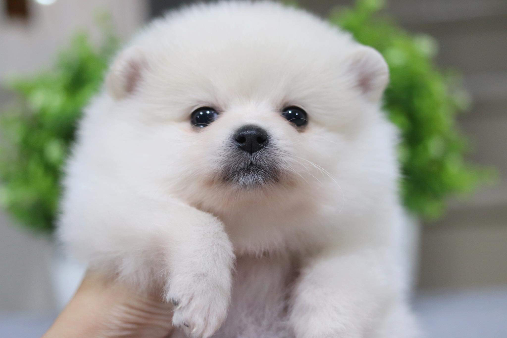 ปอมเมอเรเนียน เพศผู้