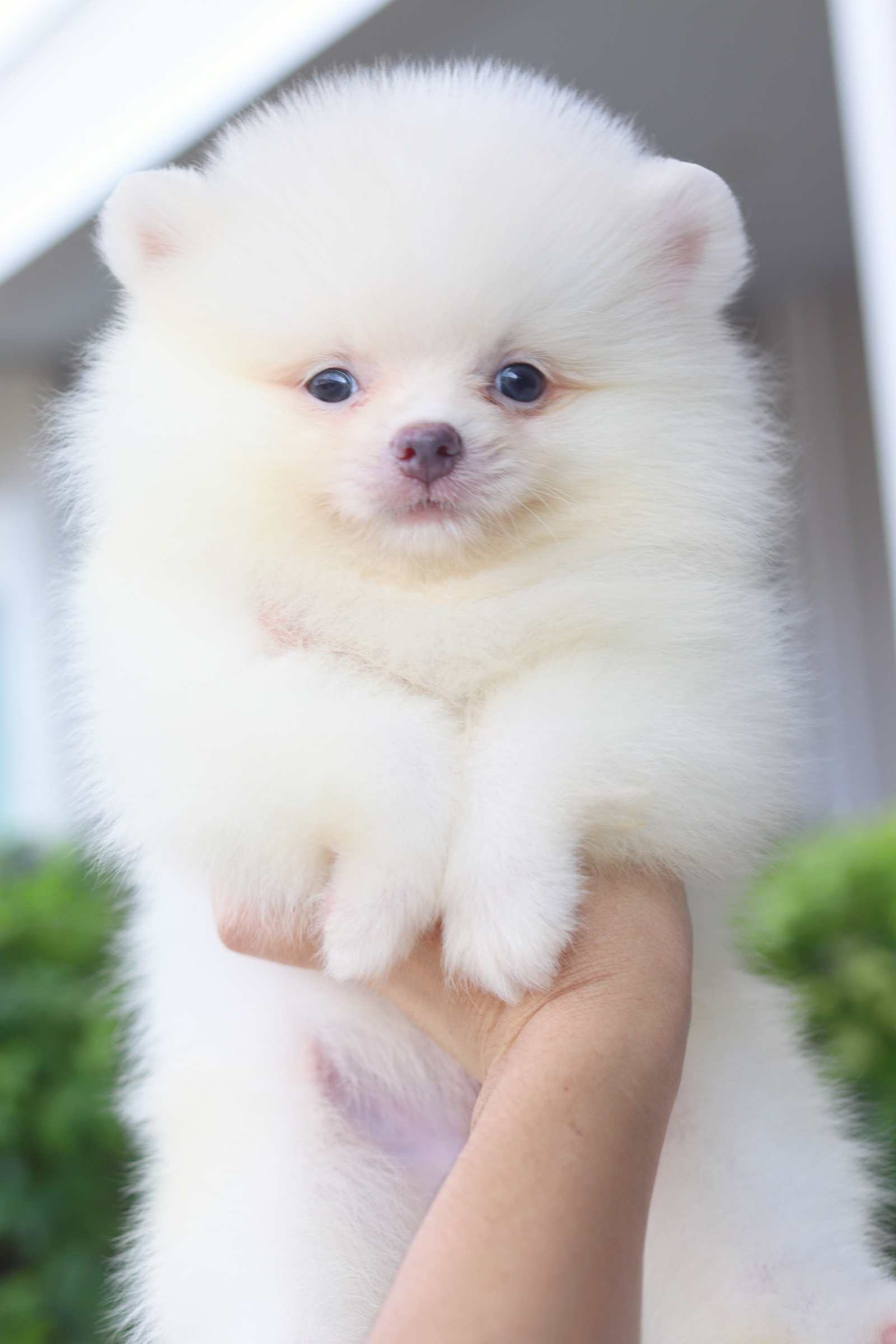 ปอมเมอเรเนียน เพศผู้สีขาวครีม