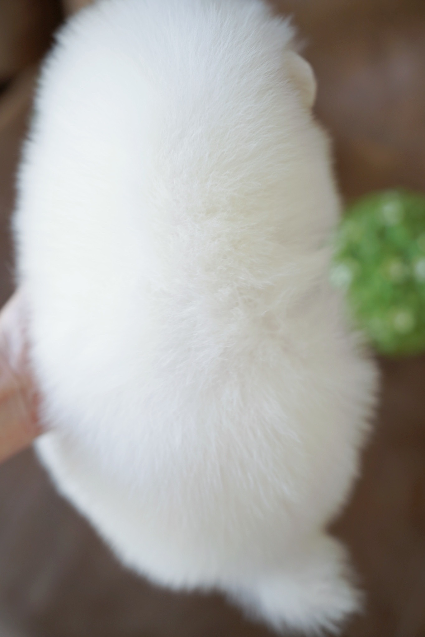 ปอมเมอเรเนียน เพศเมียสีขาวครีม