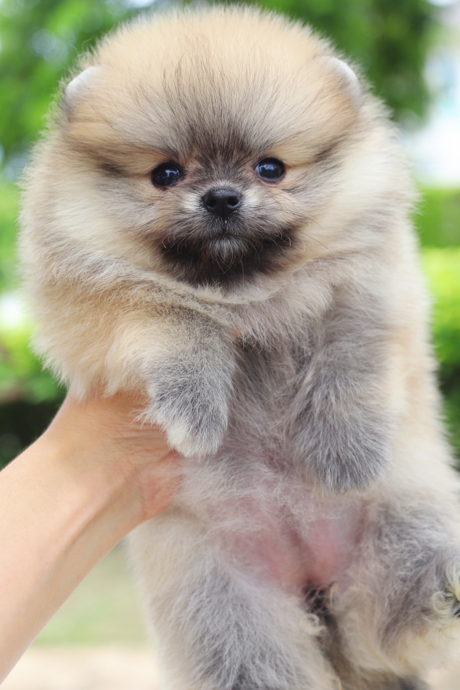 ปอมเมอเรเนียน เพศเมียสีส้ม