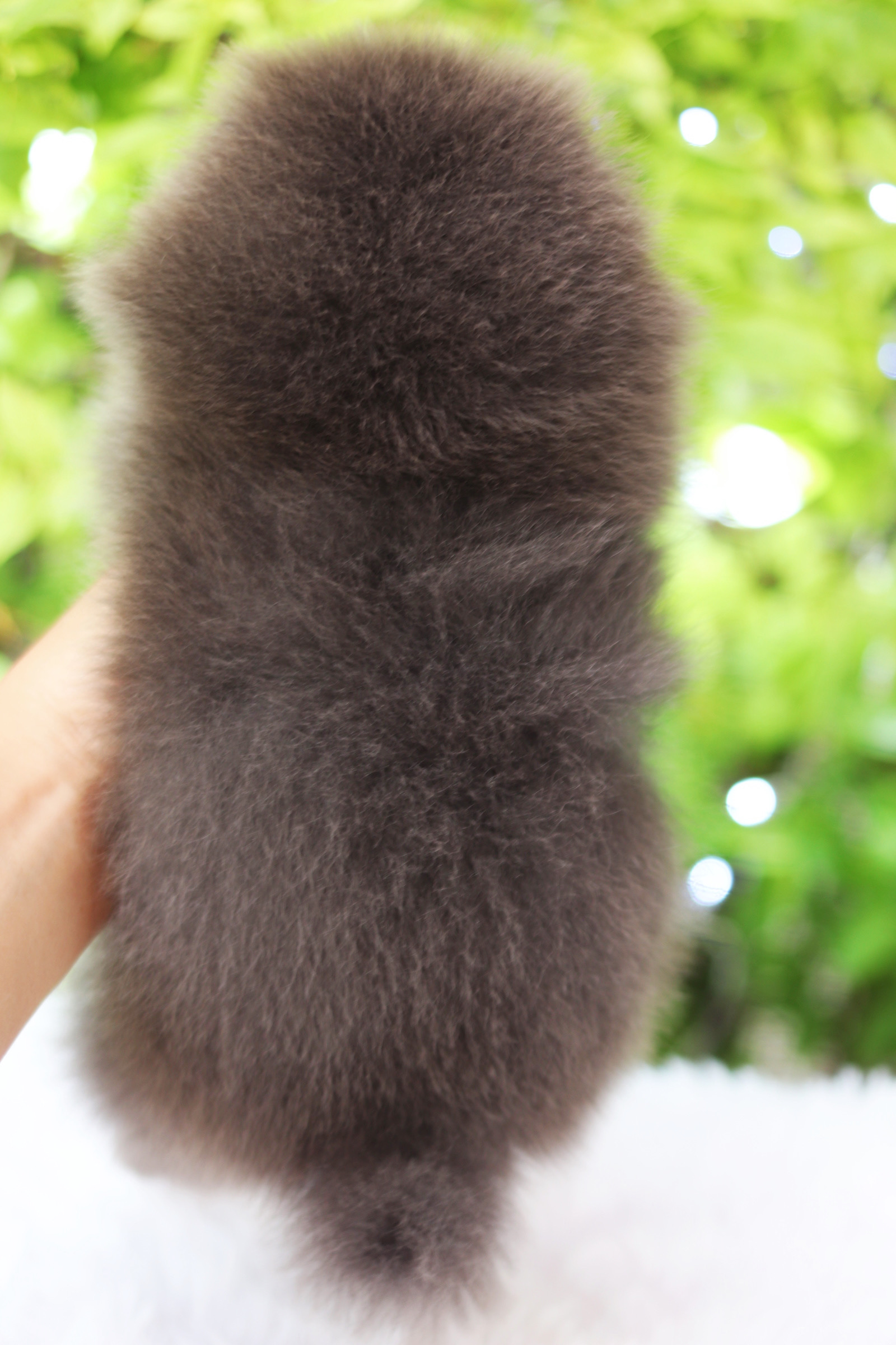 ปอมเมอเรเนียน เพศเมียสีบลู