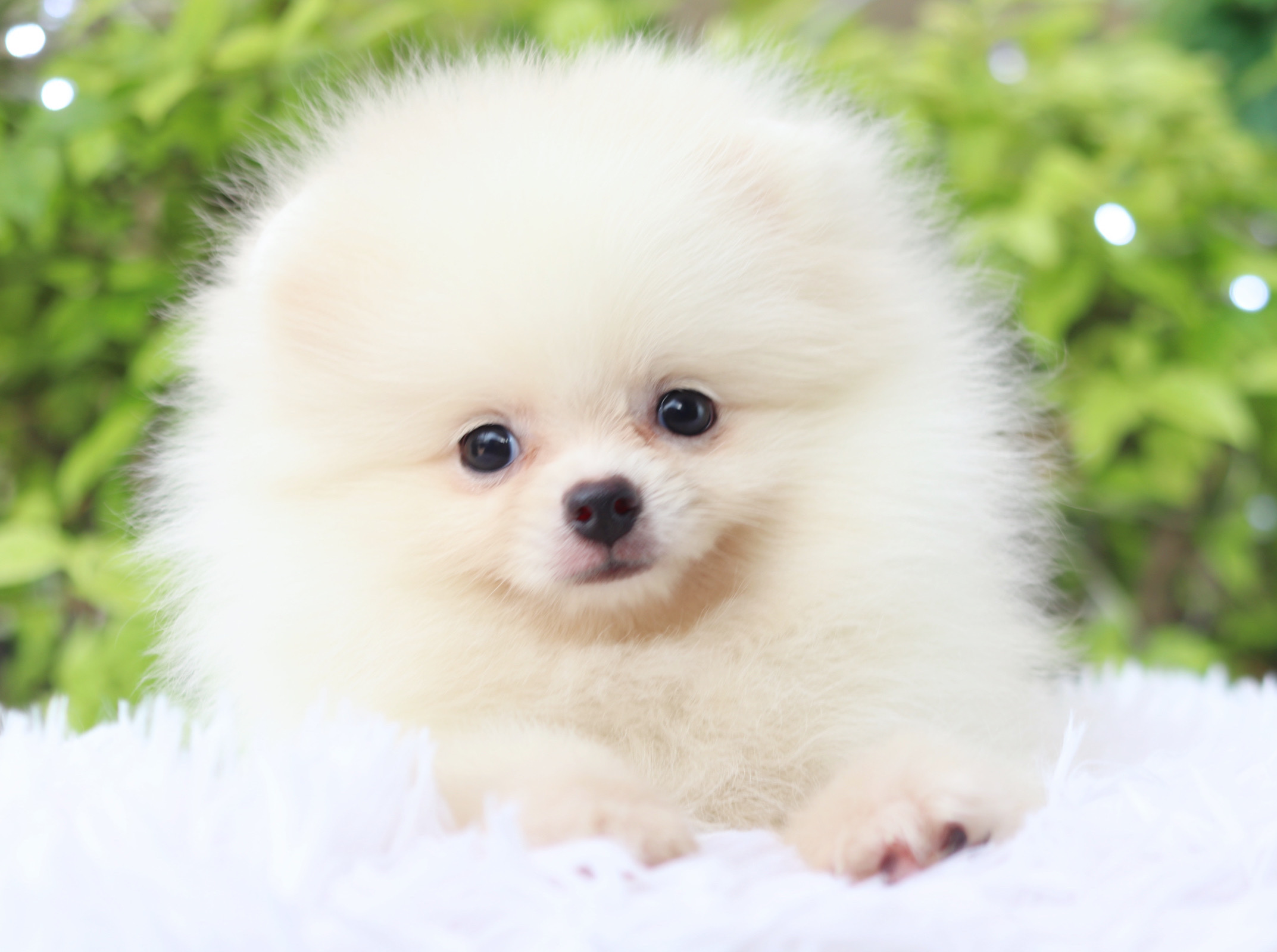 ปอมเมอเรเนียน เพศเมียสีขาวครีม