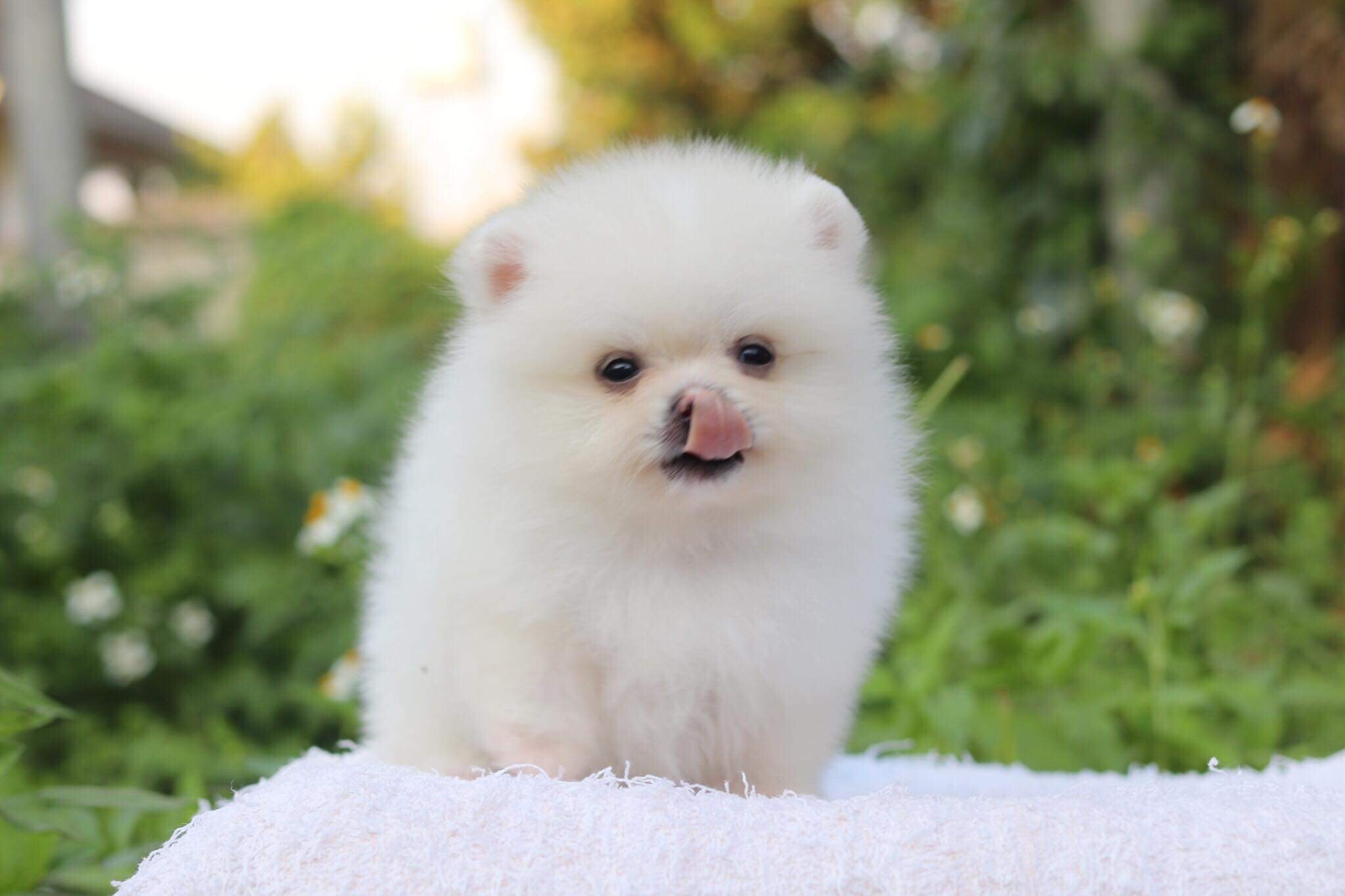 ปอมเมอเรเนียน เพศผู้