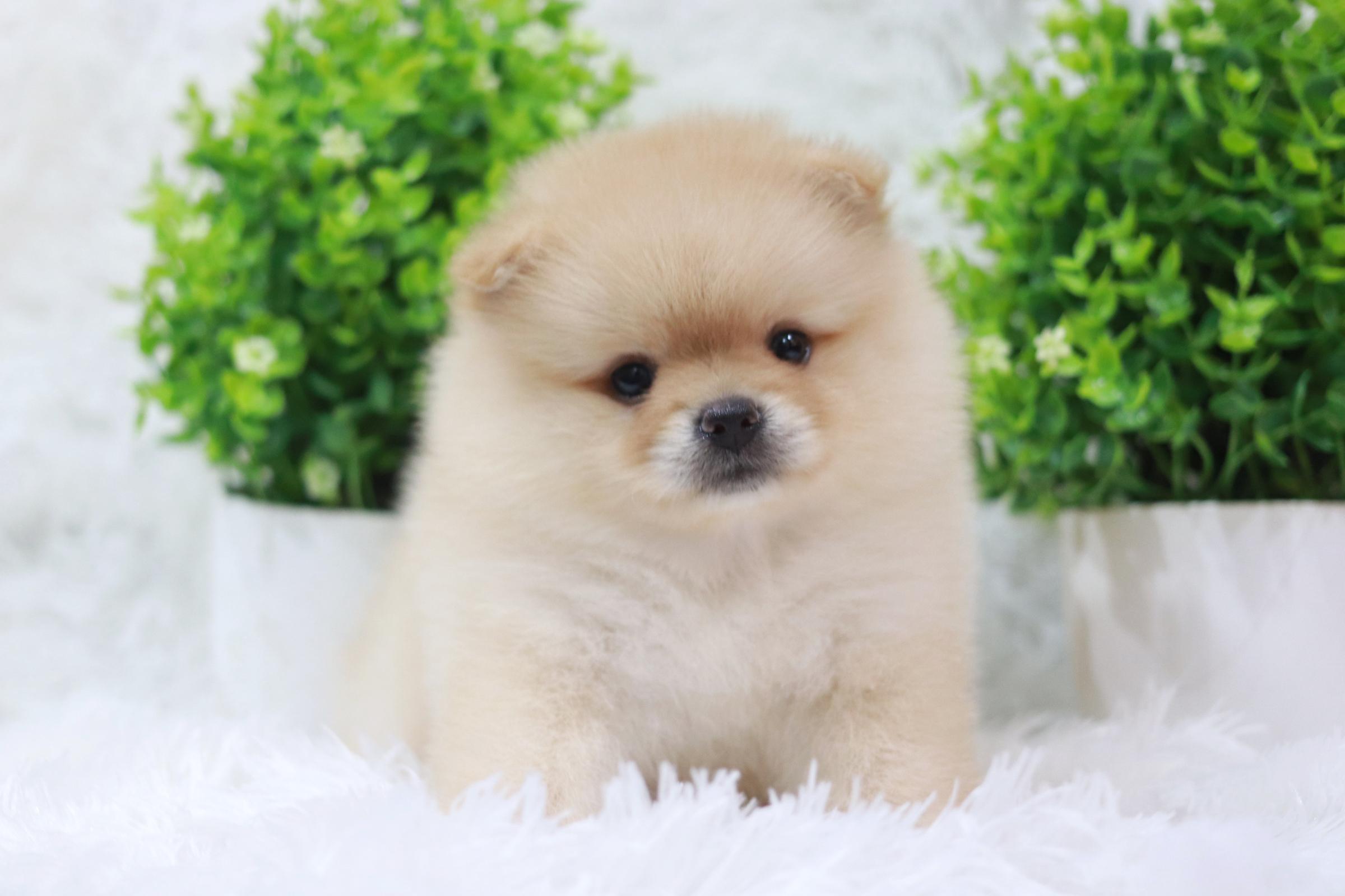 ปอมเมอเรเนียน เพศเมีย สีครีม