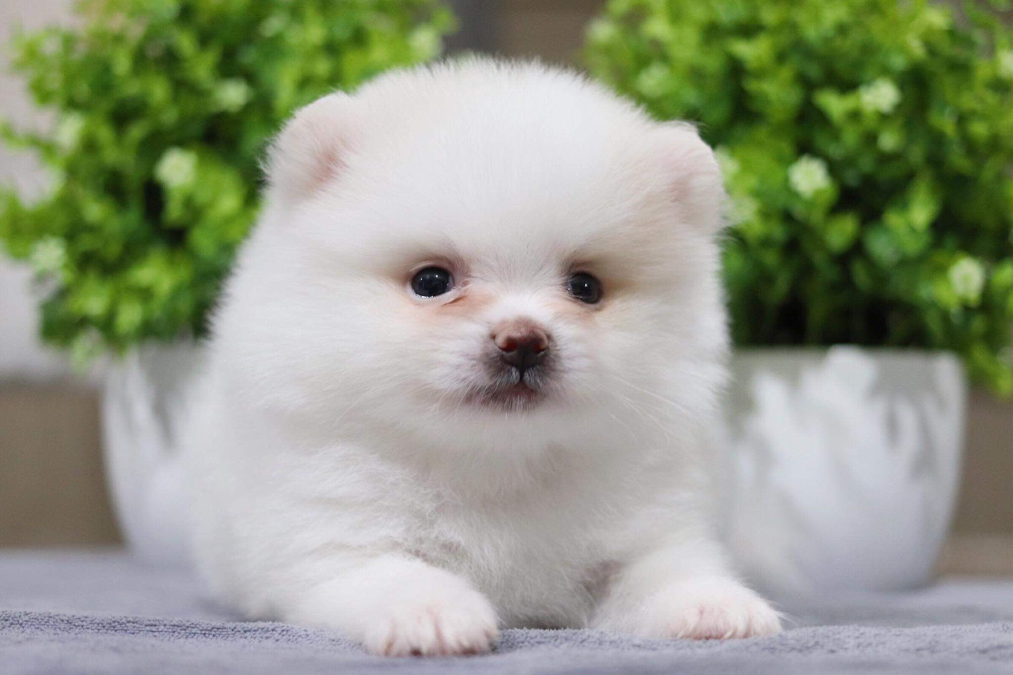 ปอมเมอเรเนียน เพศผู้