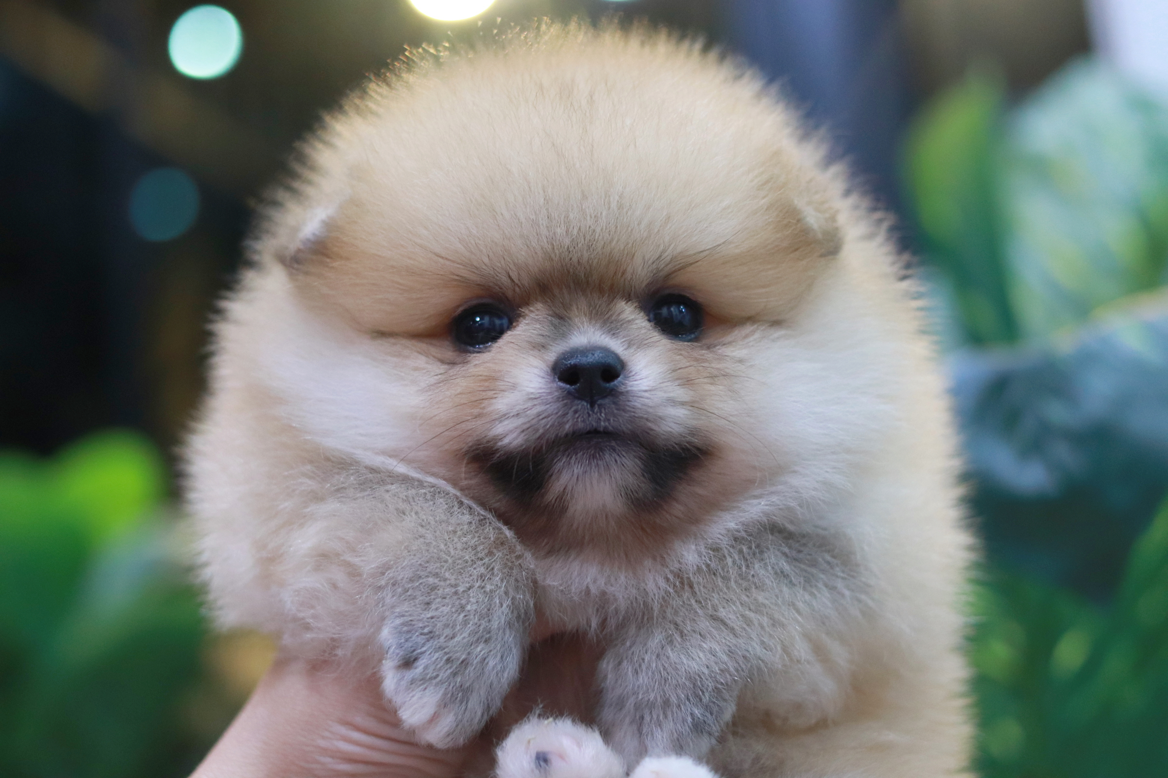 ปอมเมอเรเนียน เพศเมีย สีส้ม