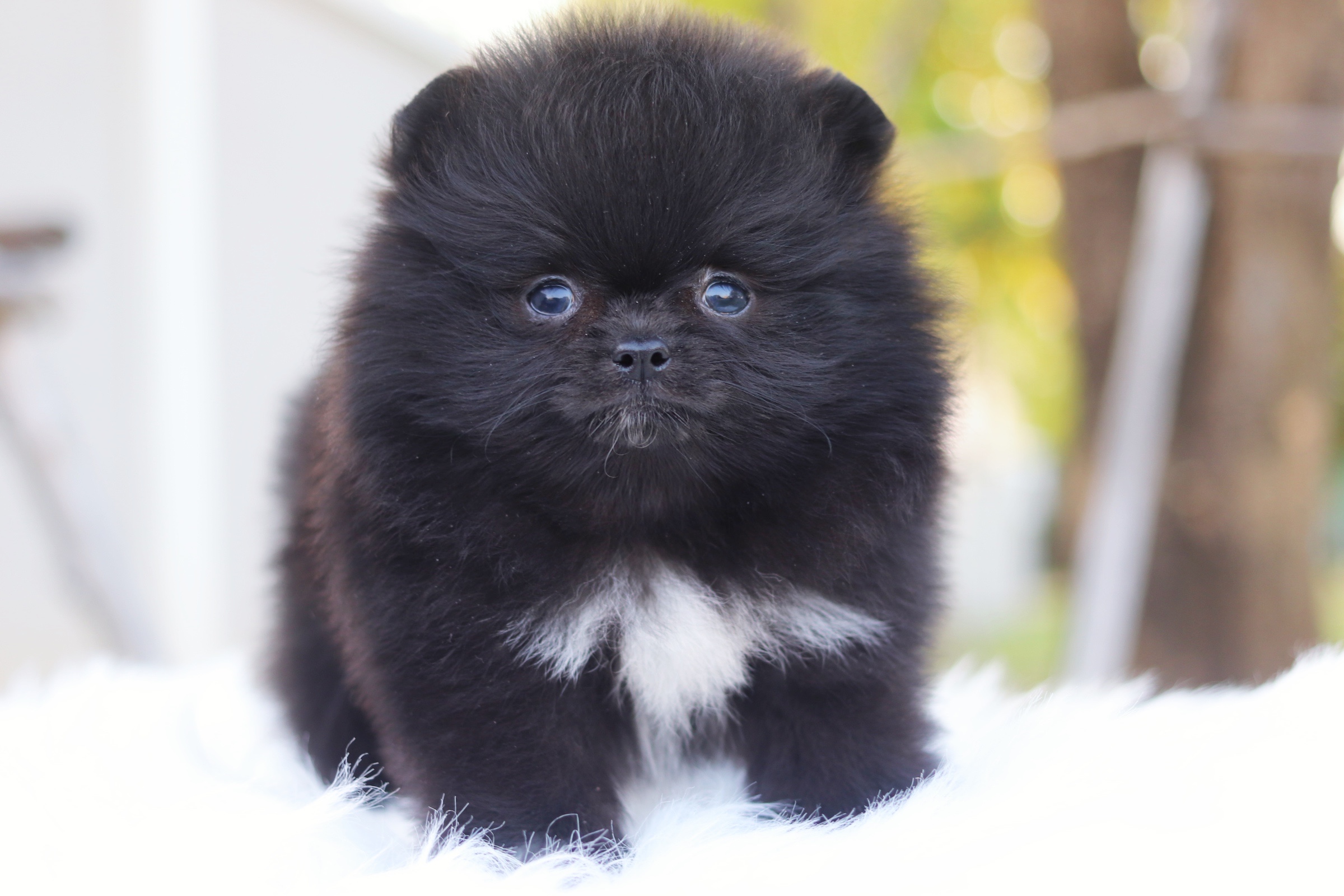 ปอมเมอเรเนียน เพศผู้ สีดำ