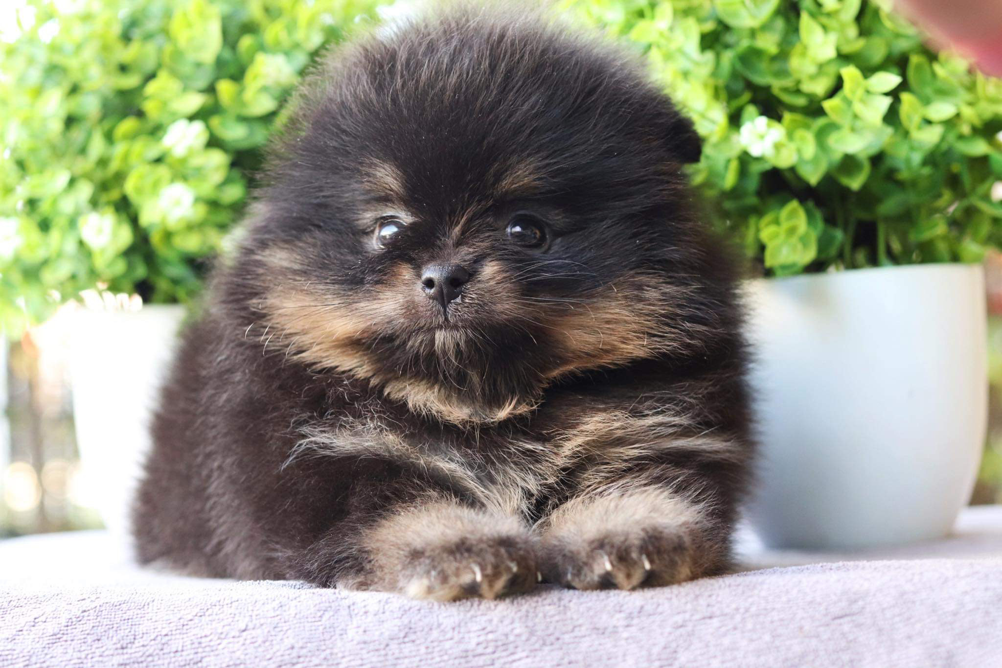 ปอมเมอเรเนียน เพศผู้