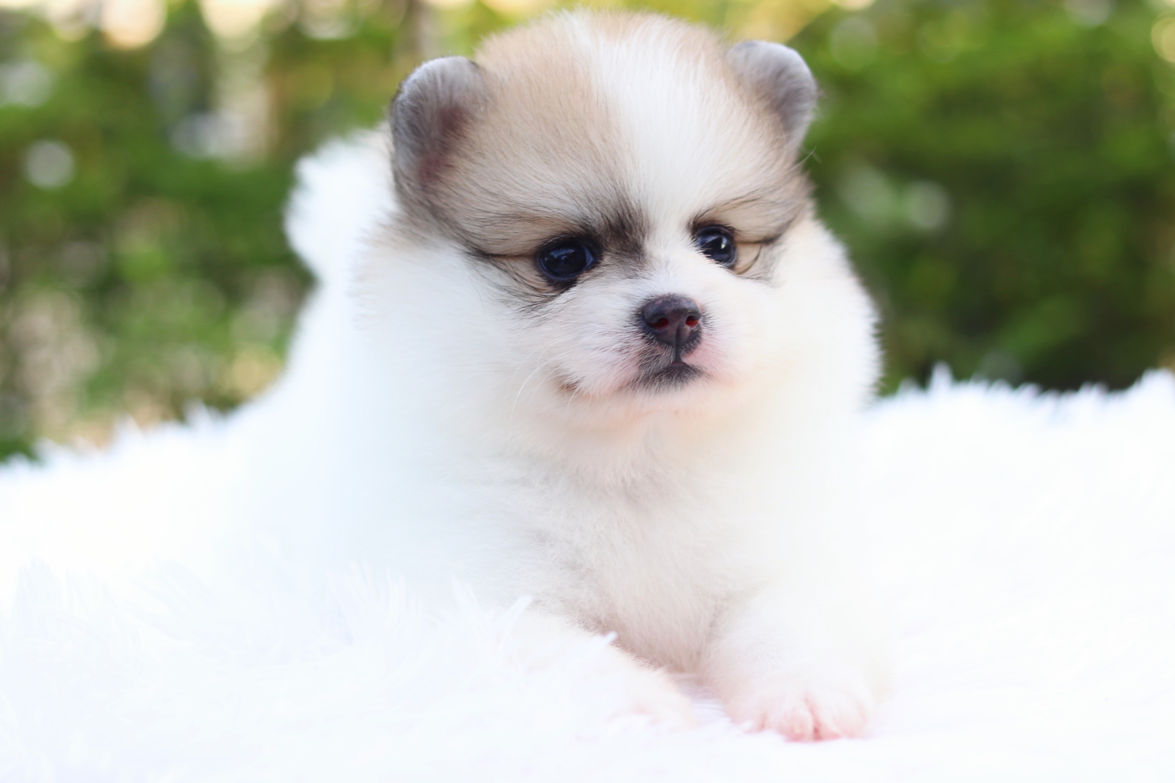 ปอมเมอเรเนียน เพศเมียแฟนซี