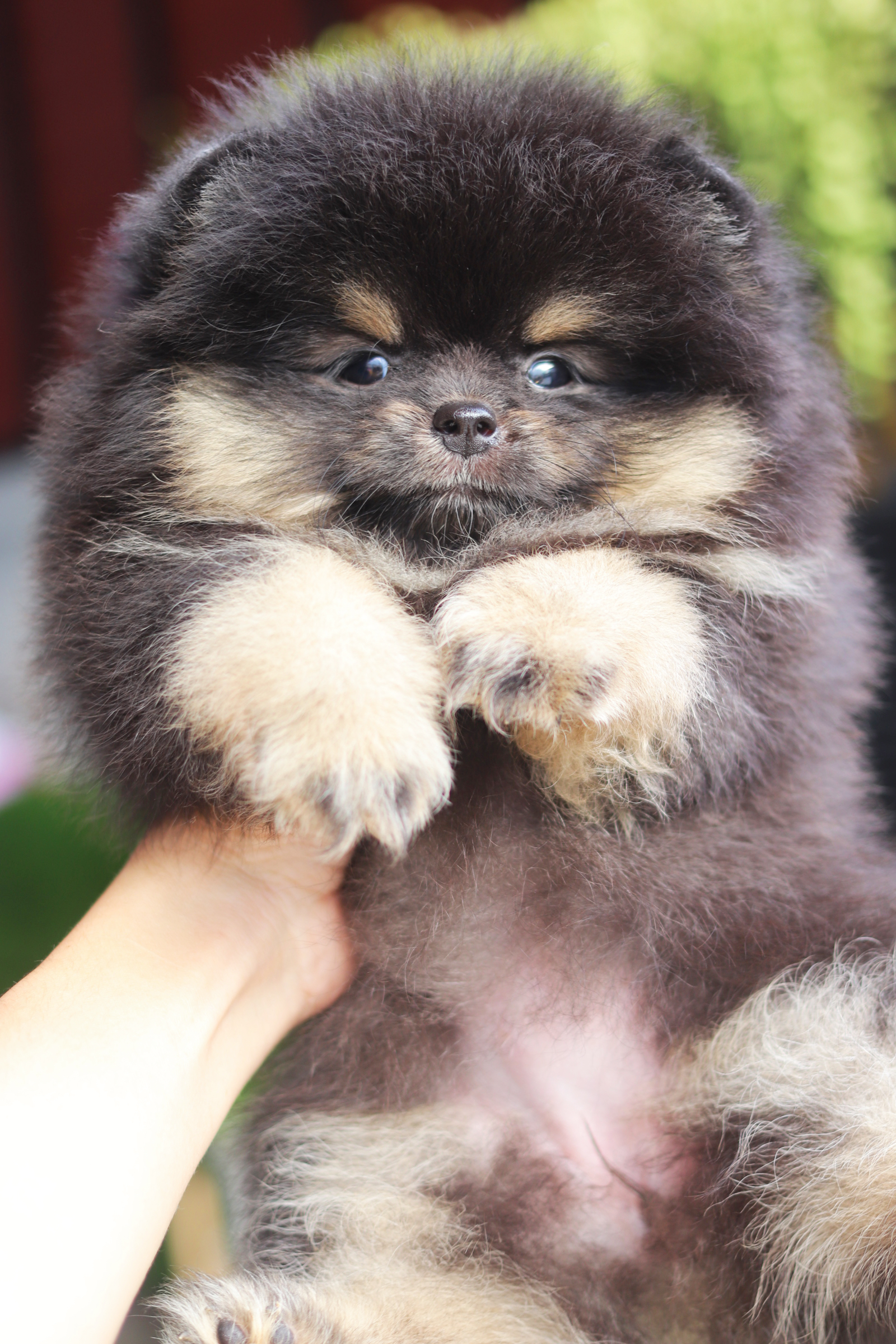 ปอมเมอเรเนียน เพศเมียสีแบล็คแทน