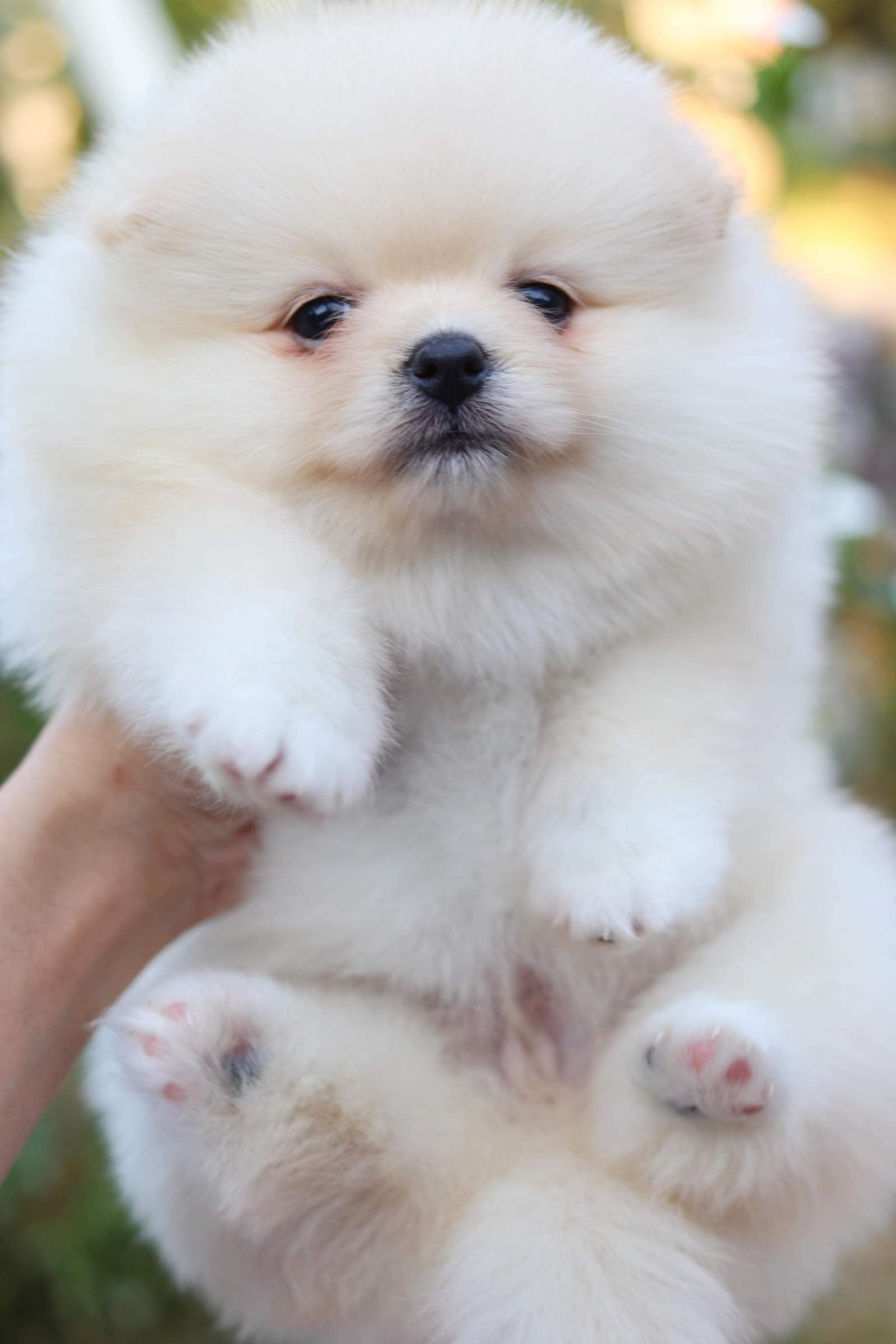 ปอมเมอเรเนียน เพศเมีย