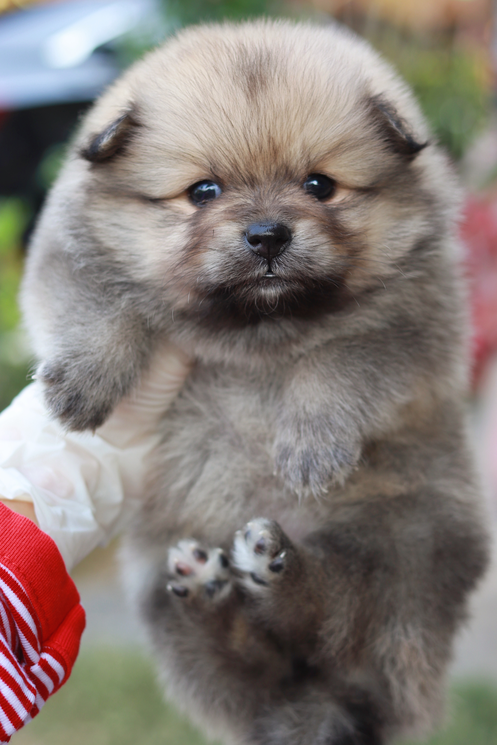 ปอมเมอเรเนียน เพศเมีย