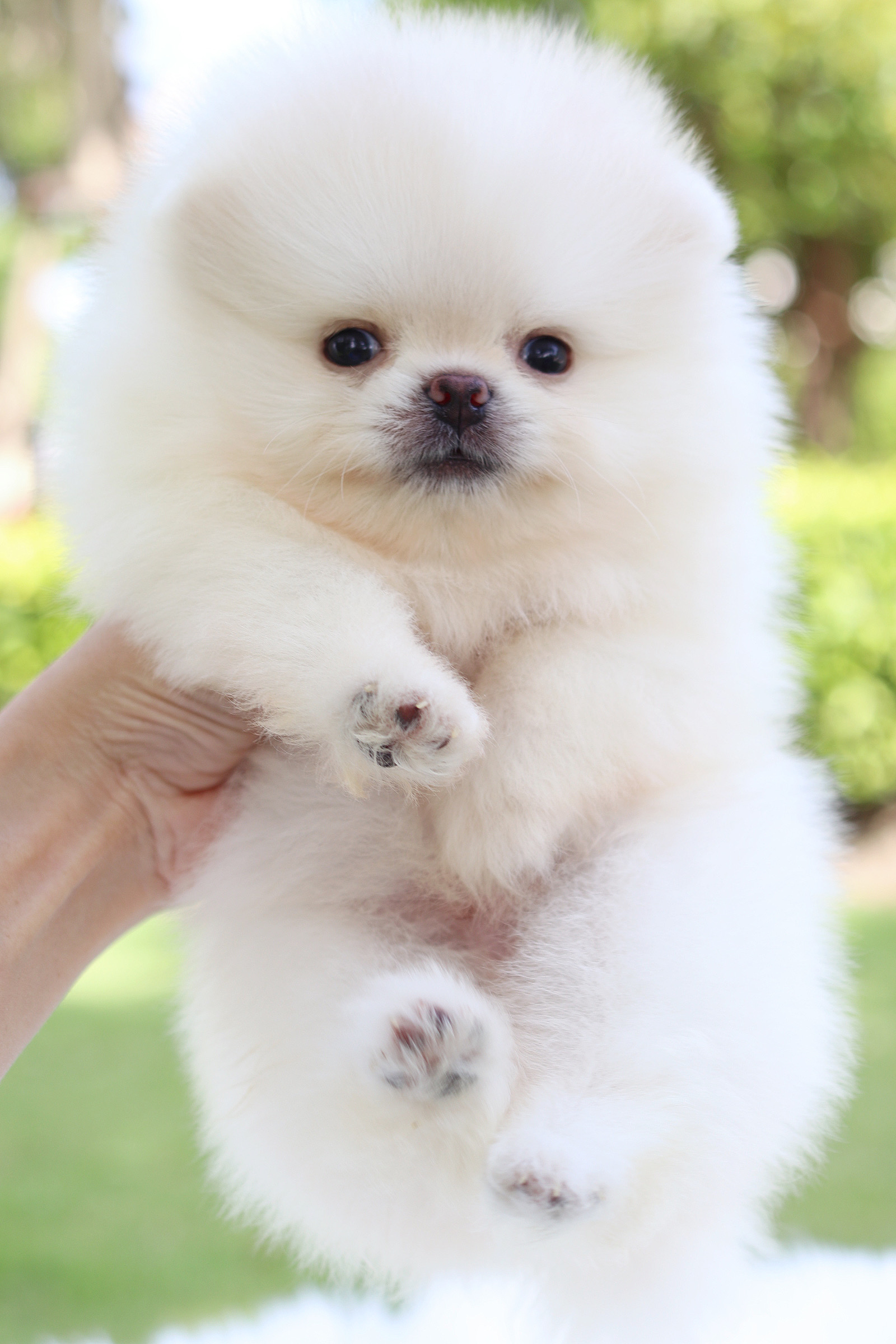 ปอมเมอเรเนียน เพศผู้สีขาวครีม เกรดโชว์