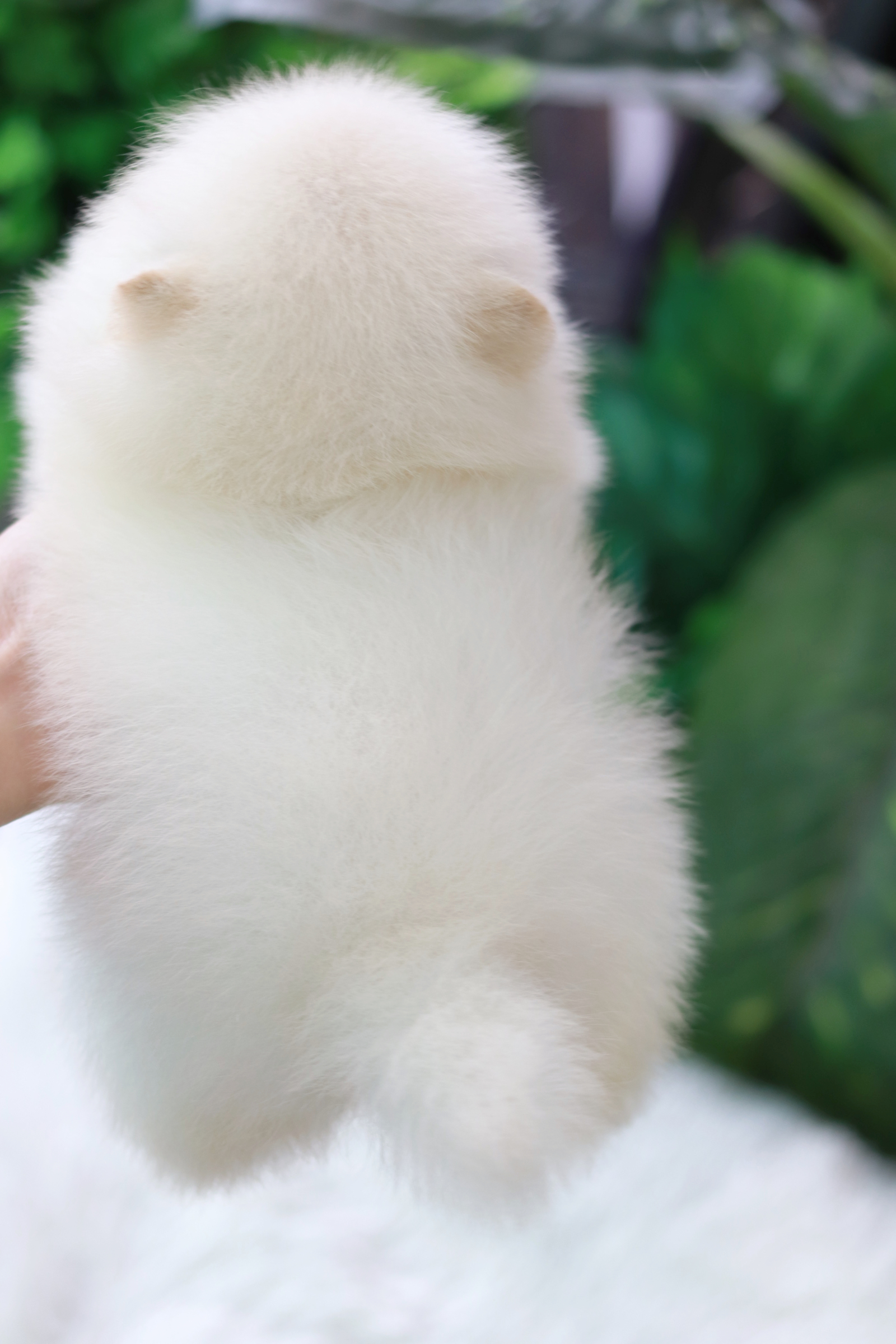 ปอมเมอเรเนียน เพศเมีย เกรดโชว์