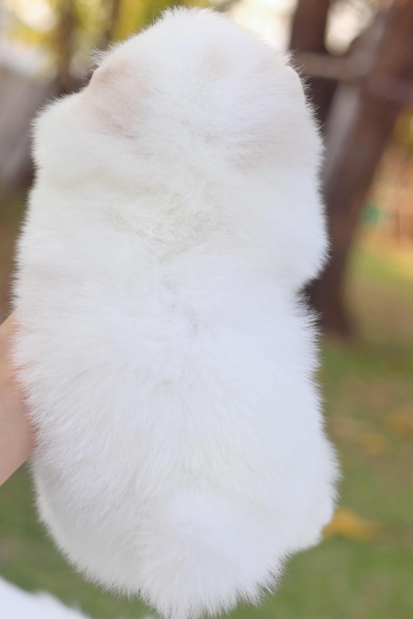 ปอมเมอเรเนียน เพศเมียสีขาวครีม