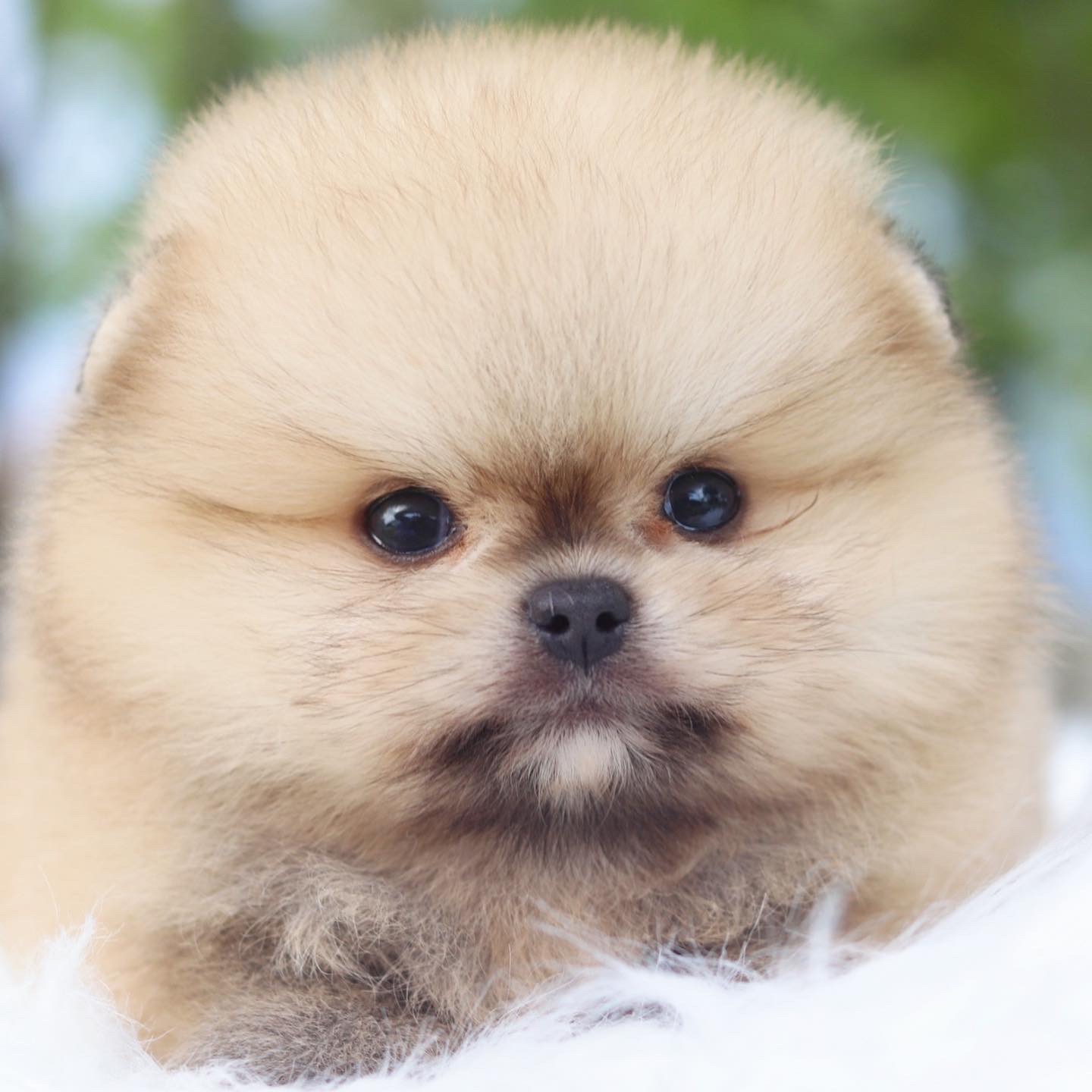 ปอมเมอเรเนียน เพศเมียสีส้ม เกรดโชว์