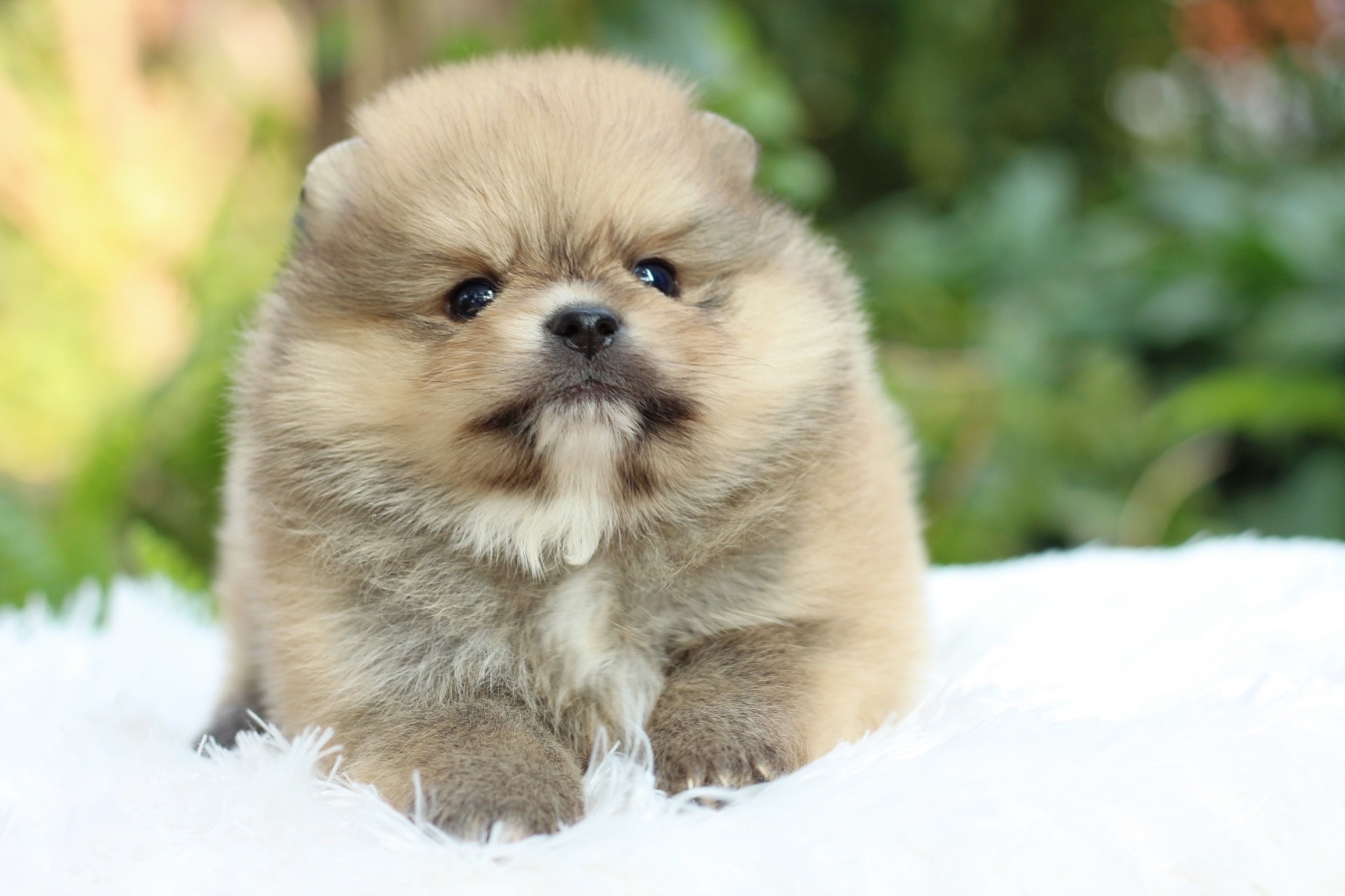 ปอมเมอเรเนียน เพศผู้ สีส้ม