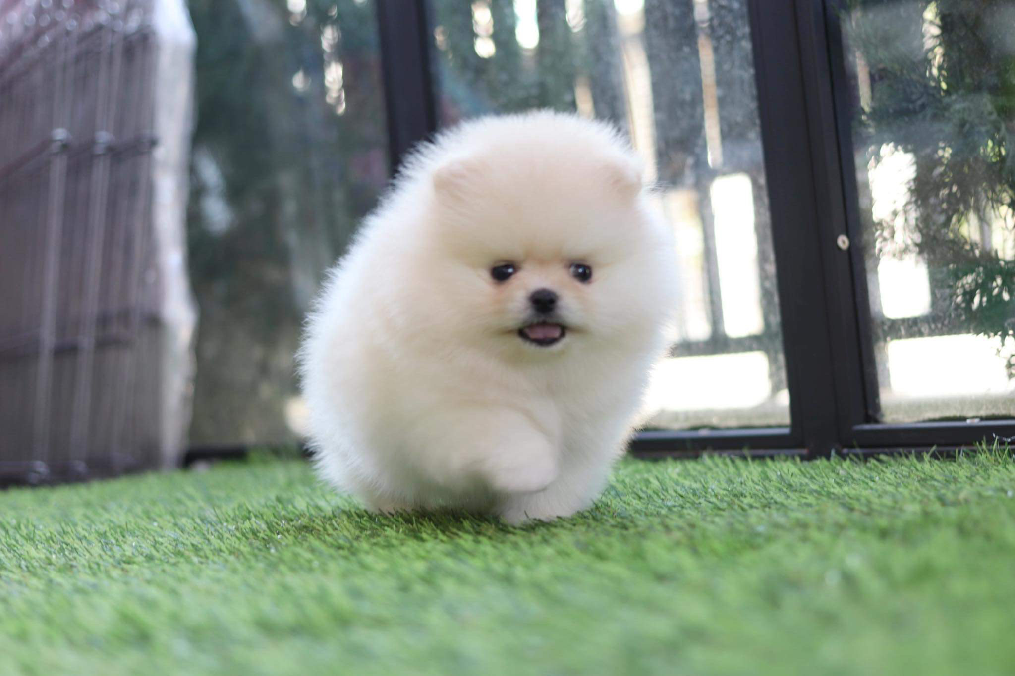 ปอมเมอเรเนียน เพศผู้