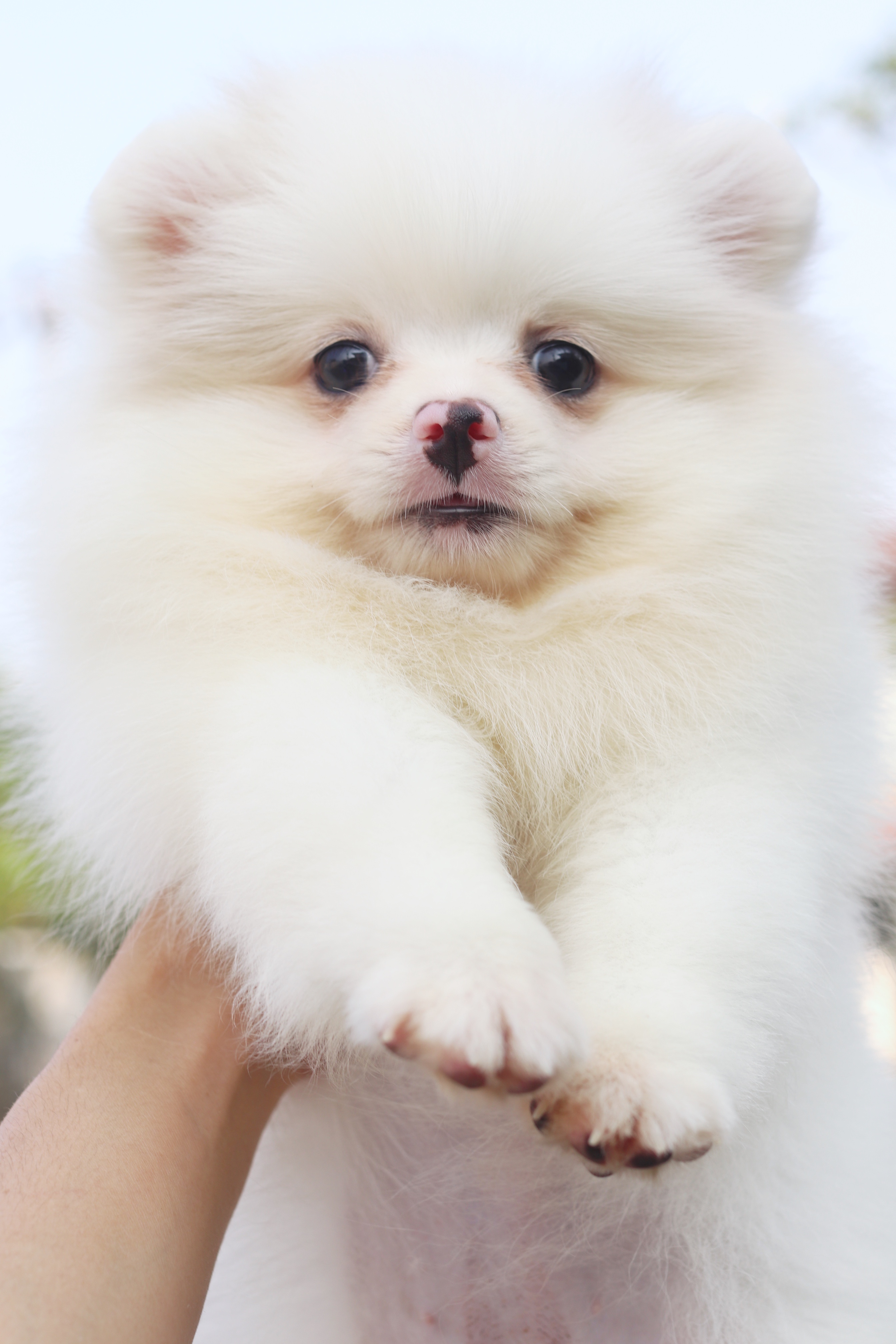 ปอมเมอเรเนียน เพศเมียสีขาวครีม