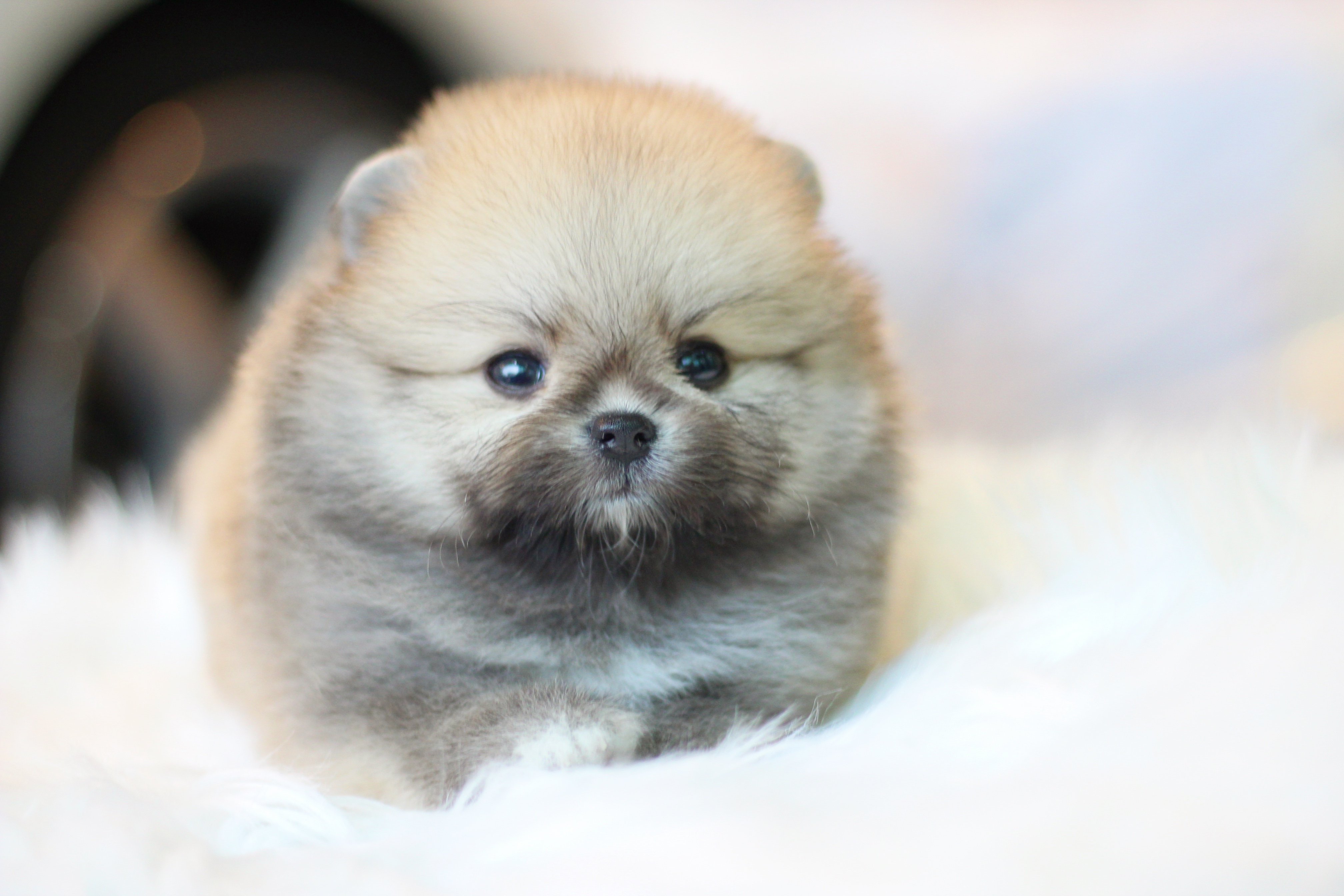 ปอมเมอเรเนียน เพศผู้ สีส้ม