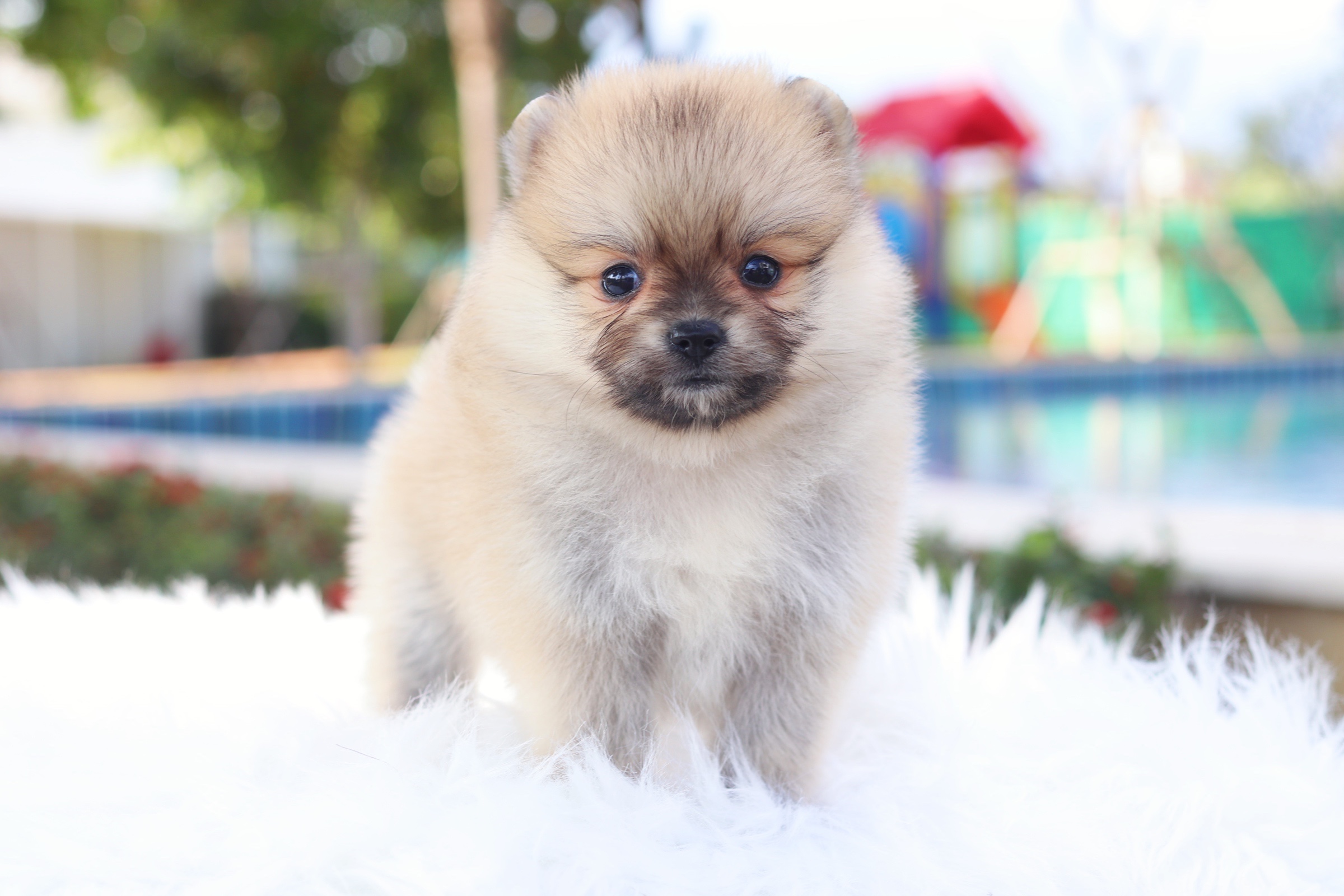 ปอมเมอเรเนียน เพศเมียสีส้ม